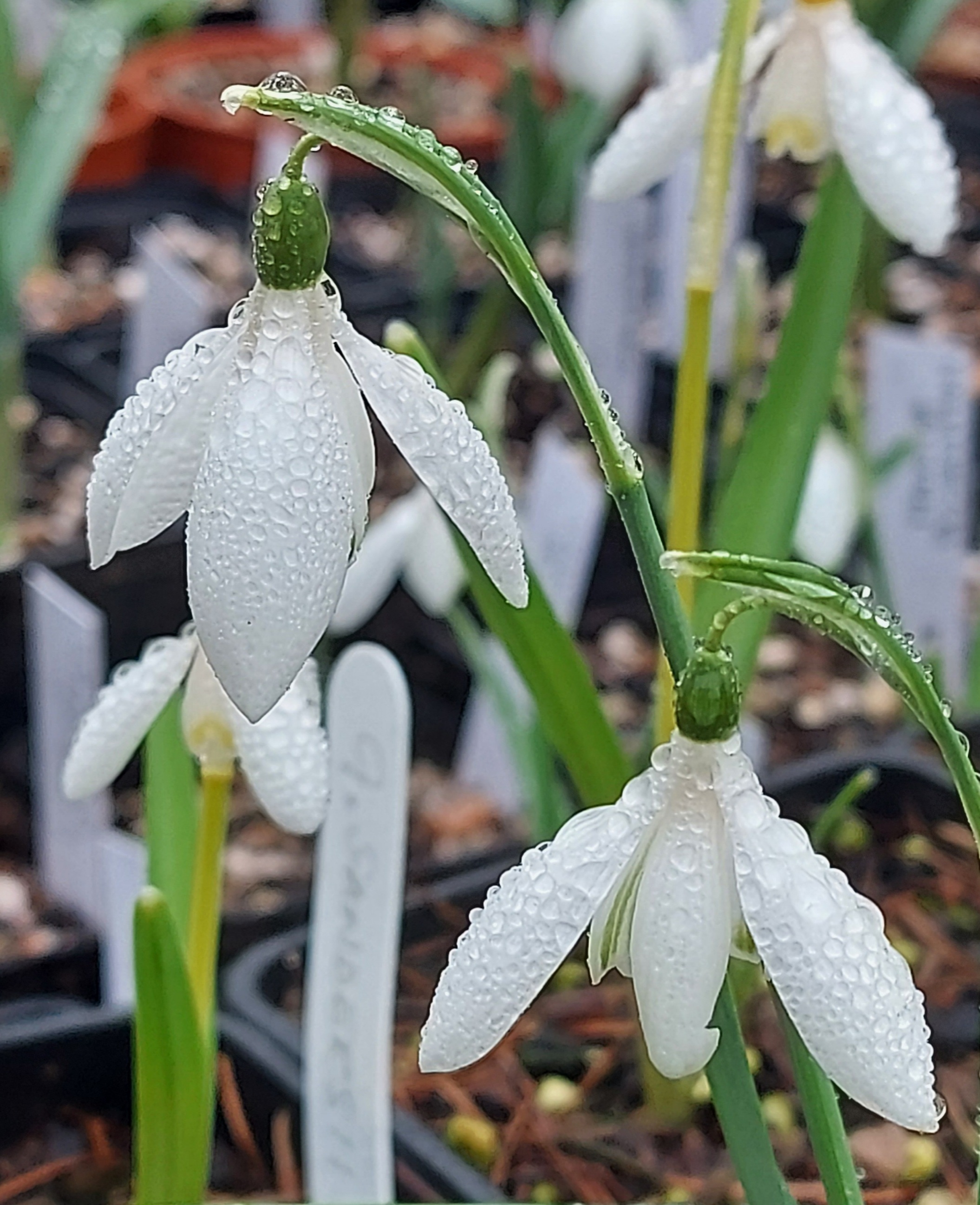 Galanthus nivalis Poculiform