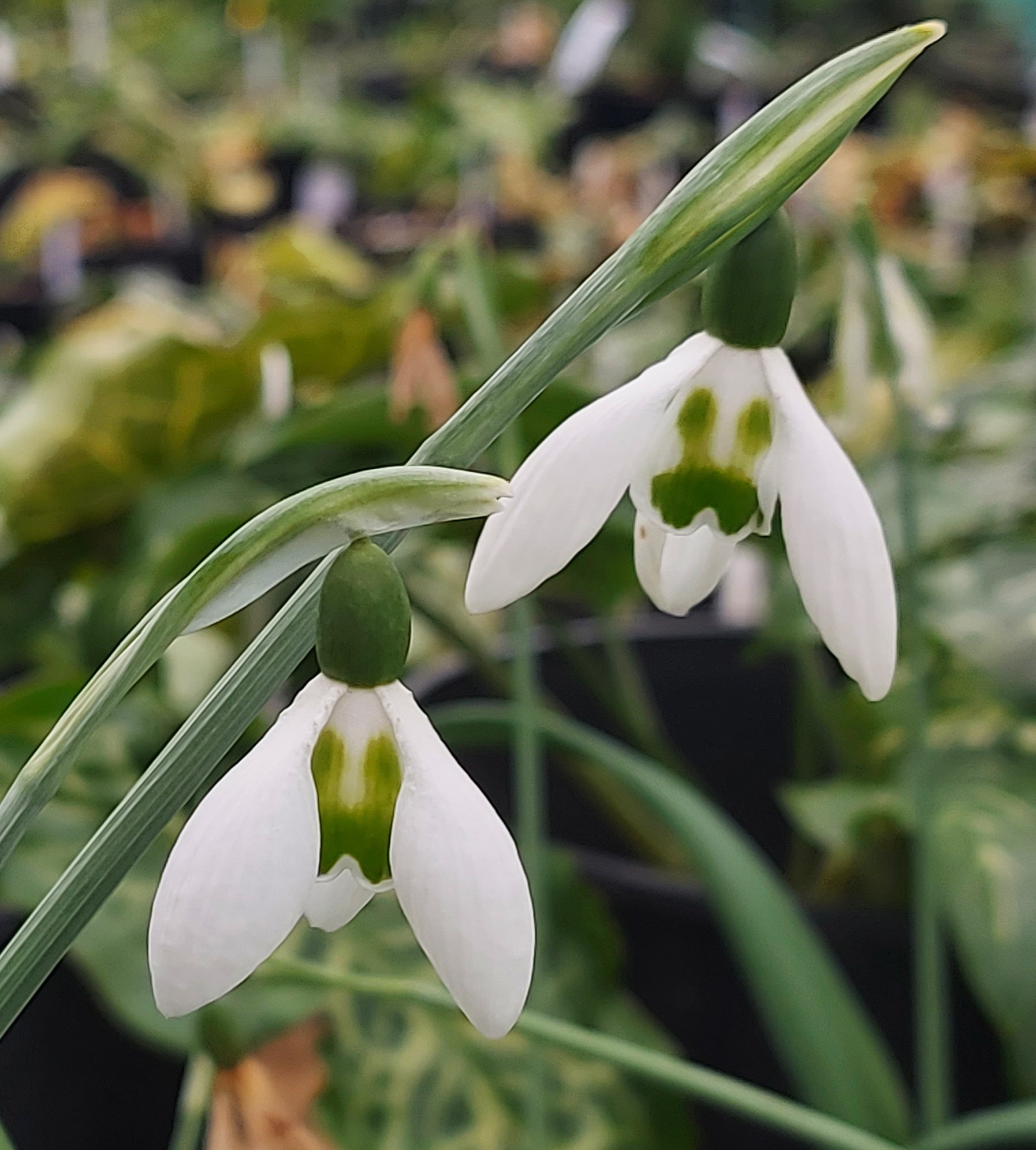 Galanthus Son of a Gun