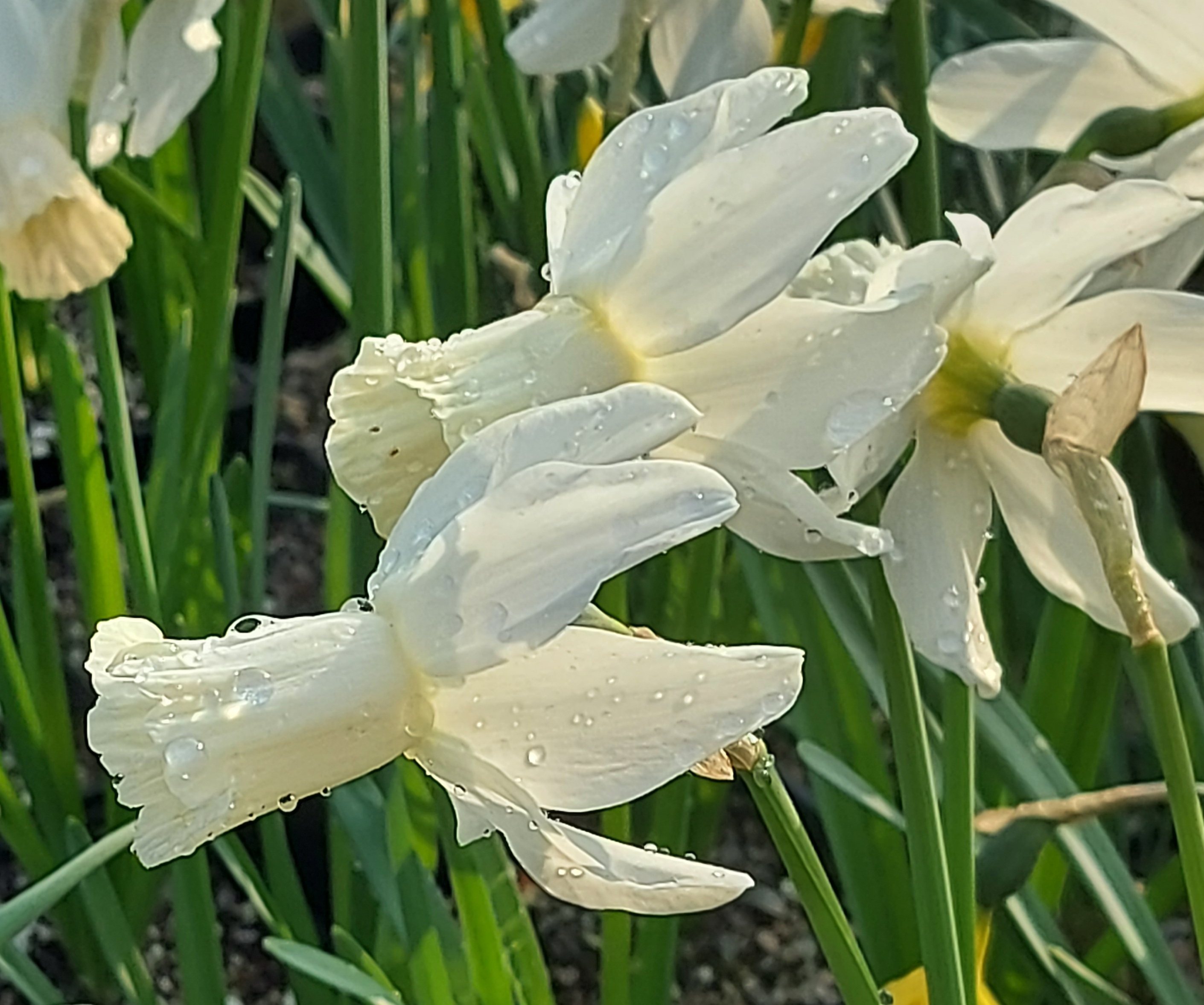 Narcissus Emcys