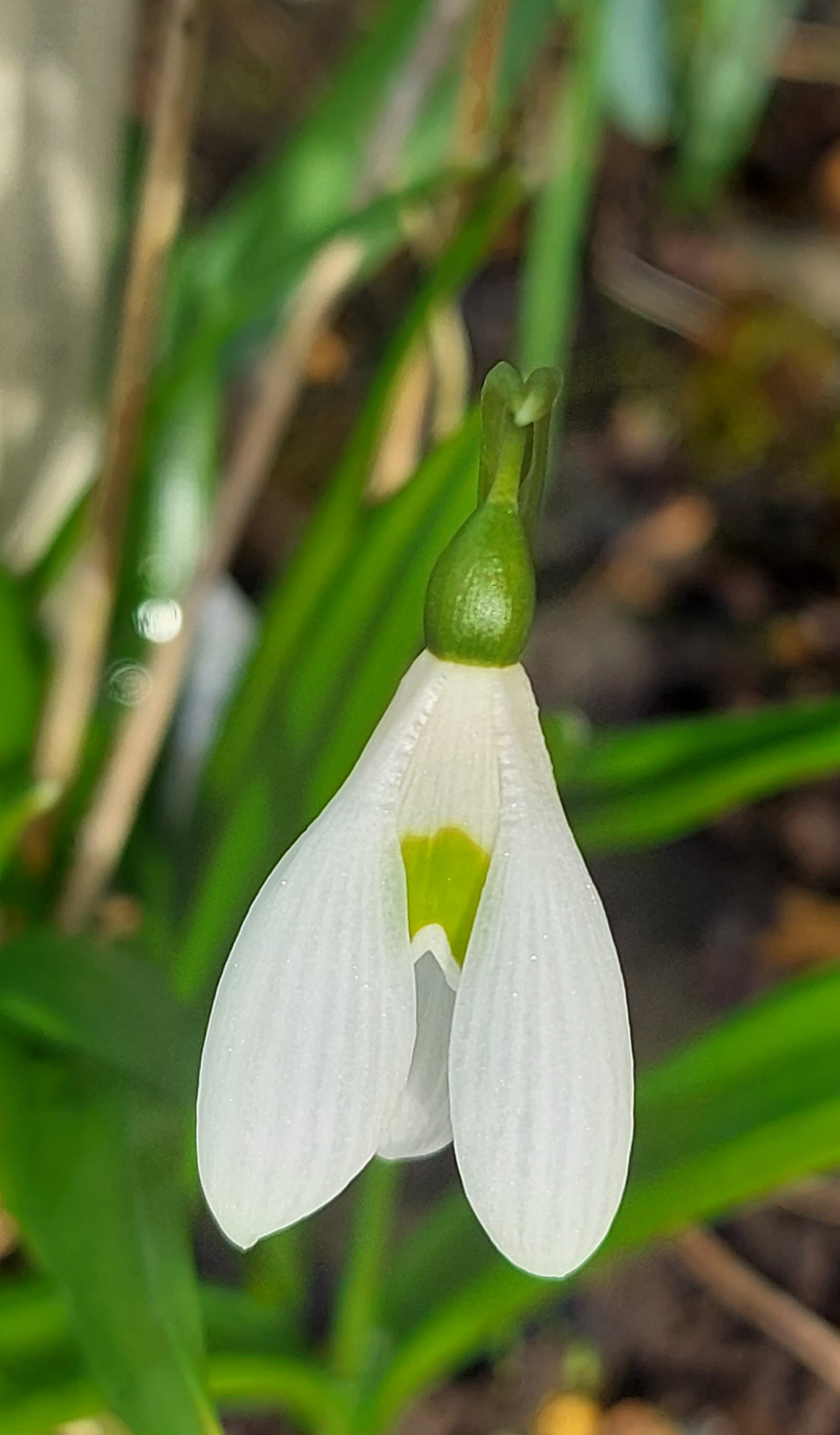 Galanthus Lambrook Greensleevs