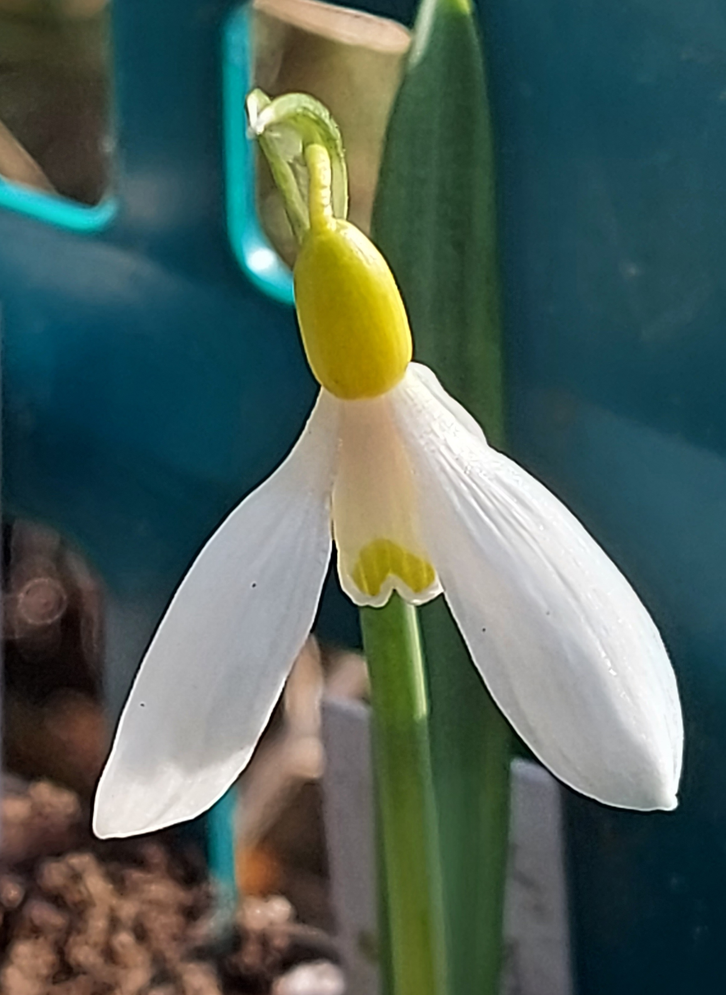 Galanthus Monte Picentini