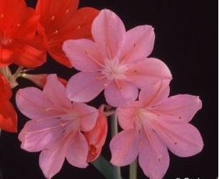 Cyrtanthus elatus Pink Form