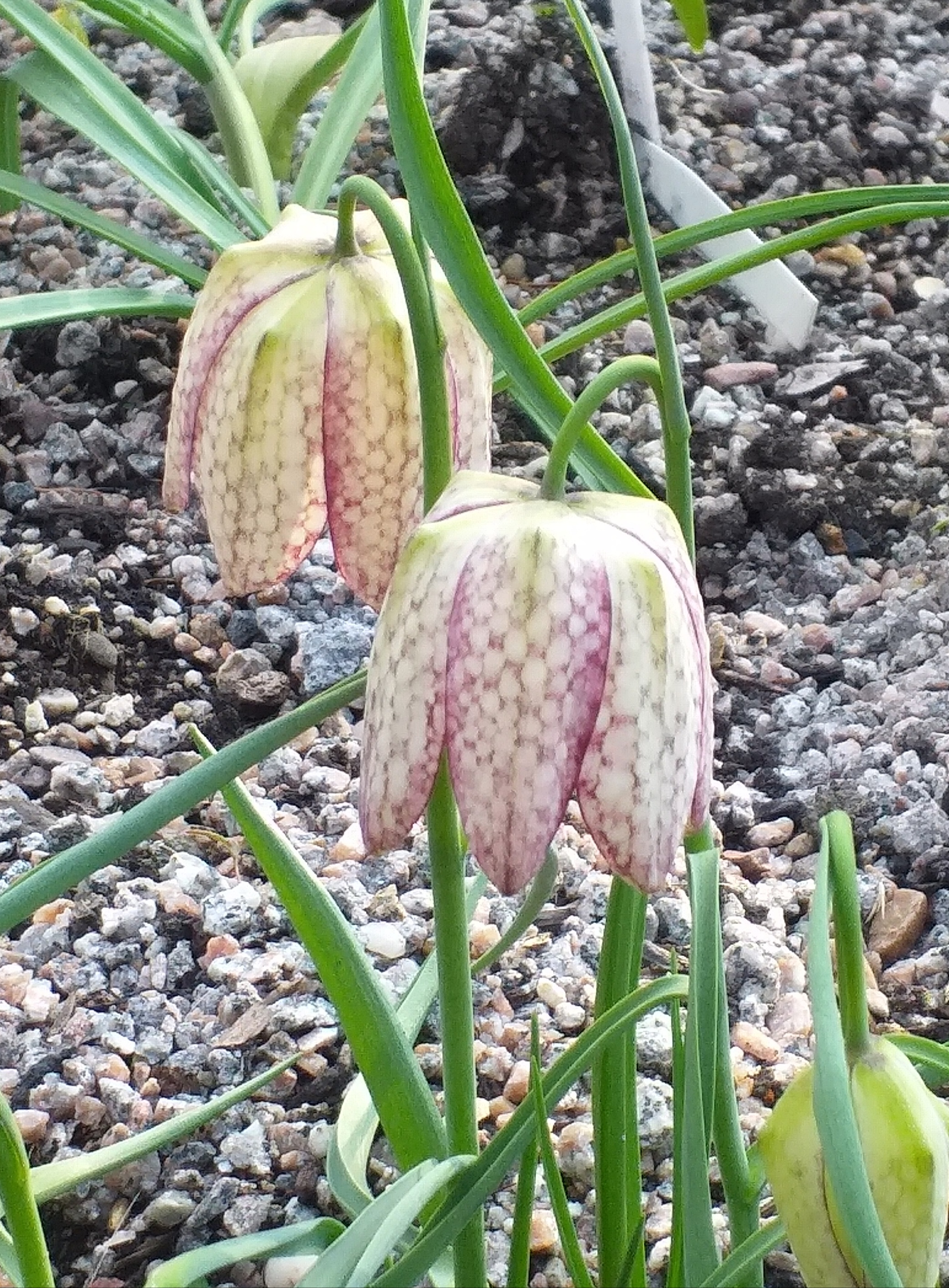 Fritillaria meleagris Eros