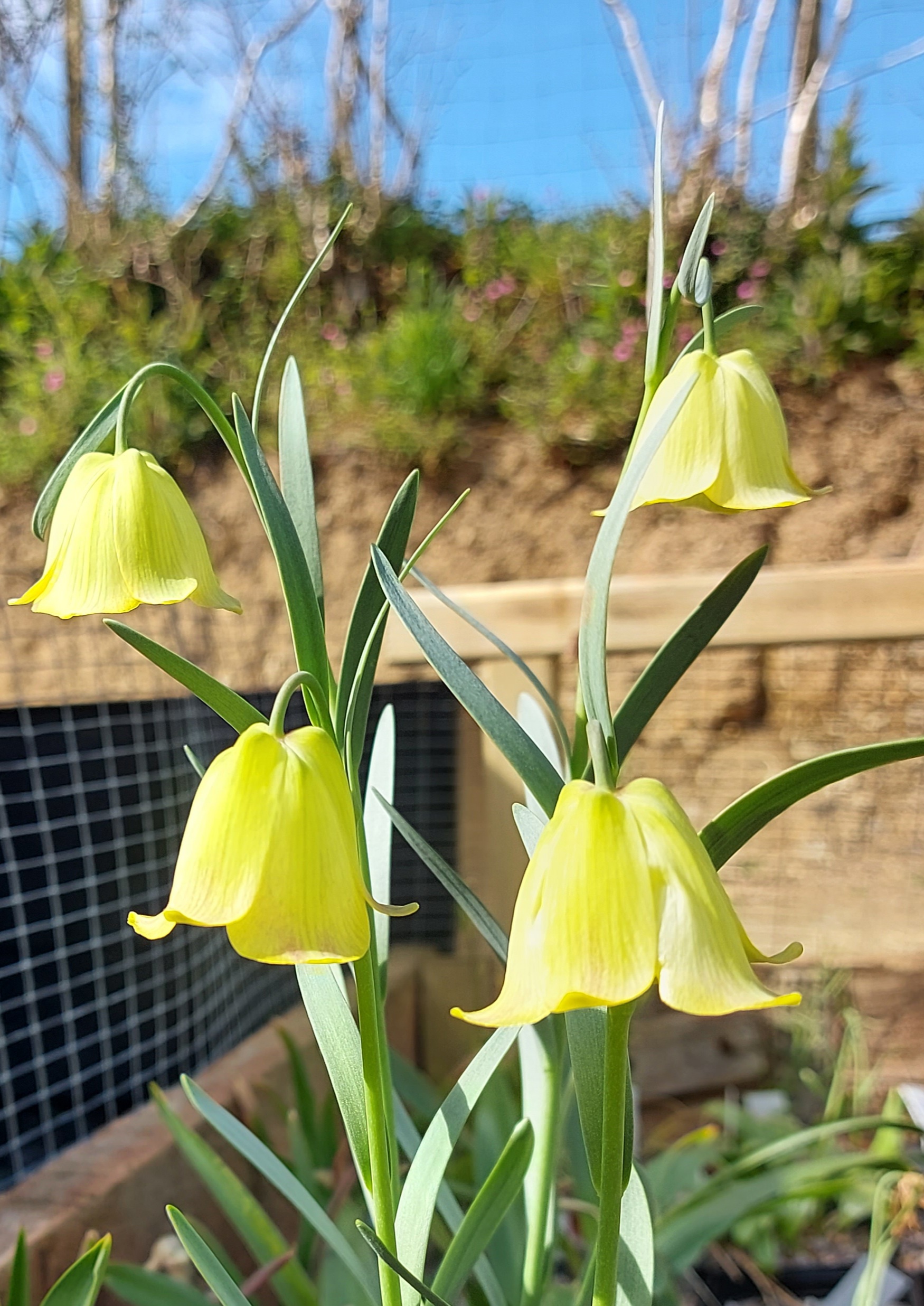 Fritillaria pyrenaica Lutea