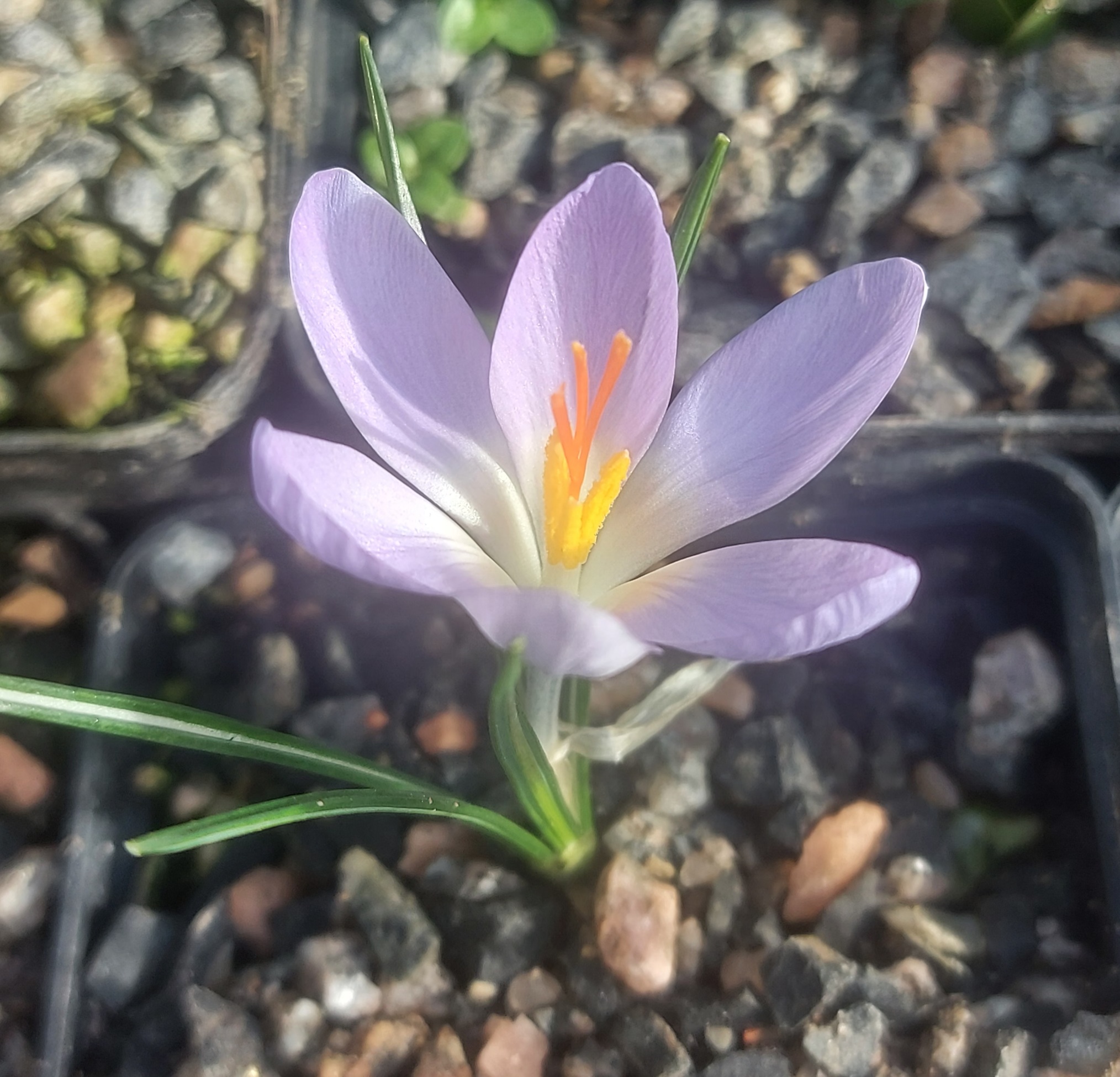Crocus paschei
