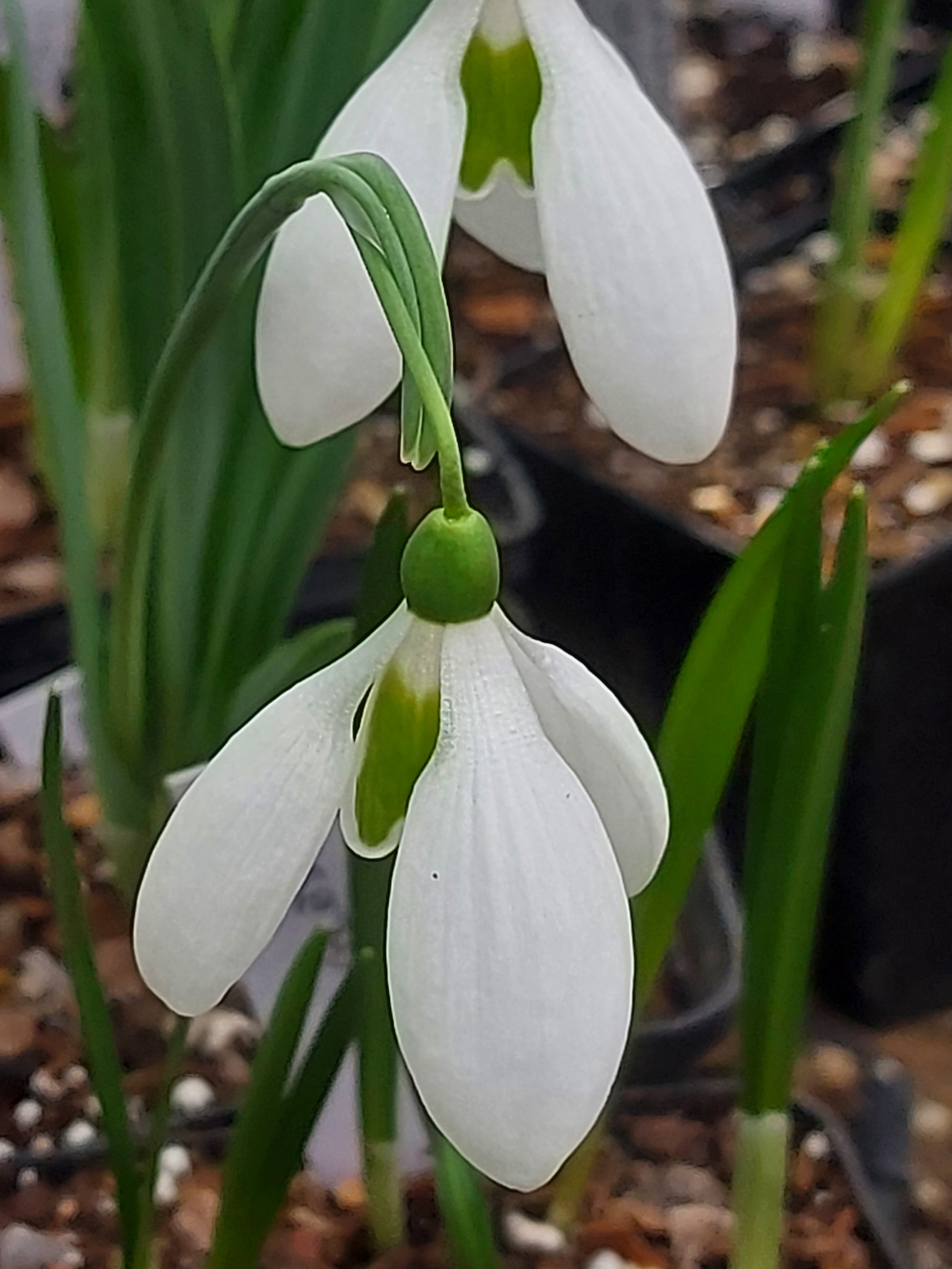 Galanthus Rodmarton Regulus