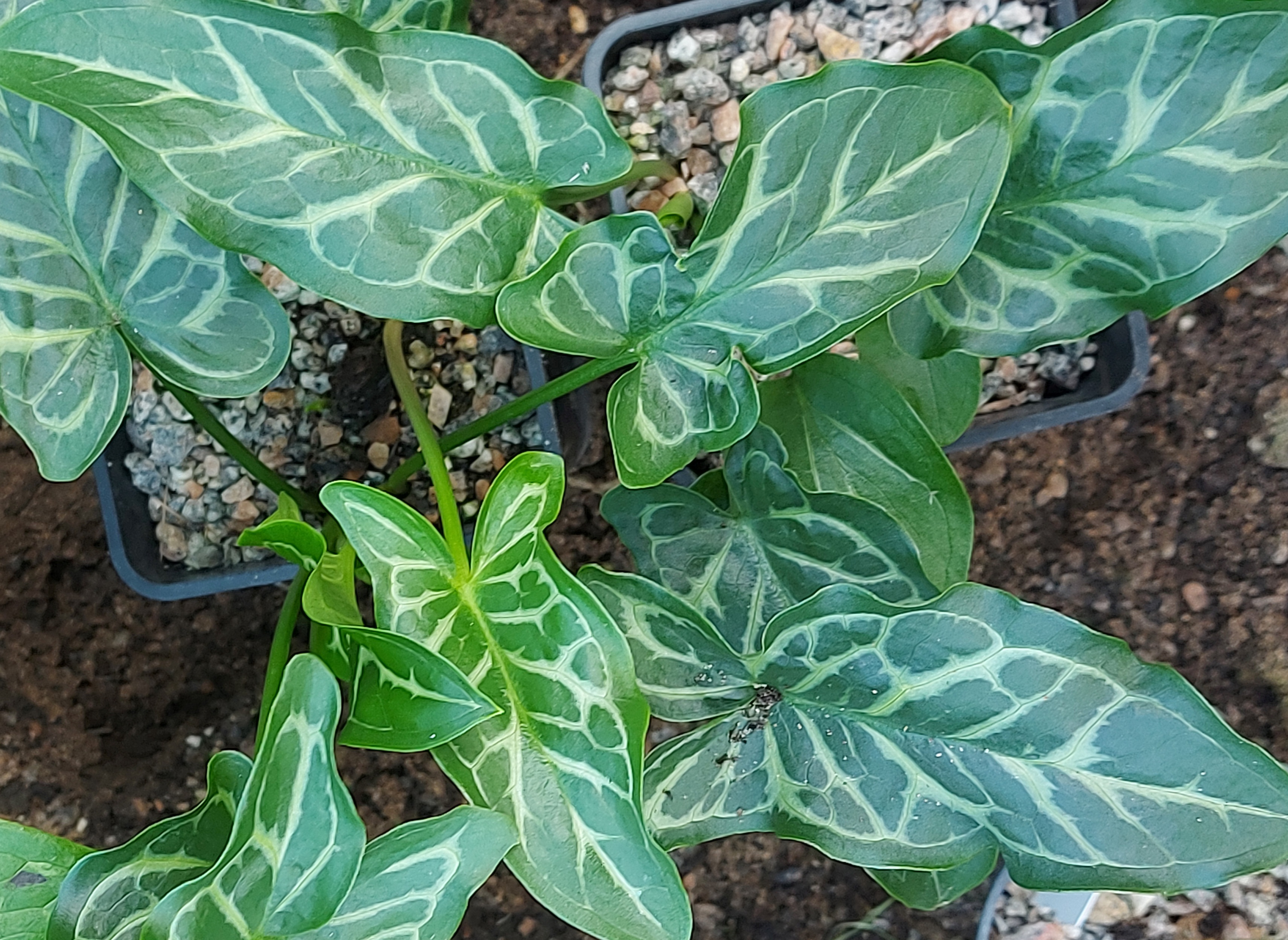 Arum italicum Bill Baker