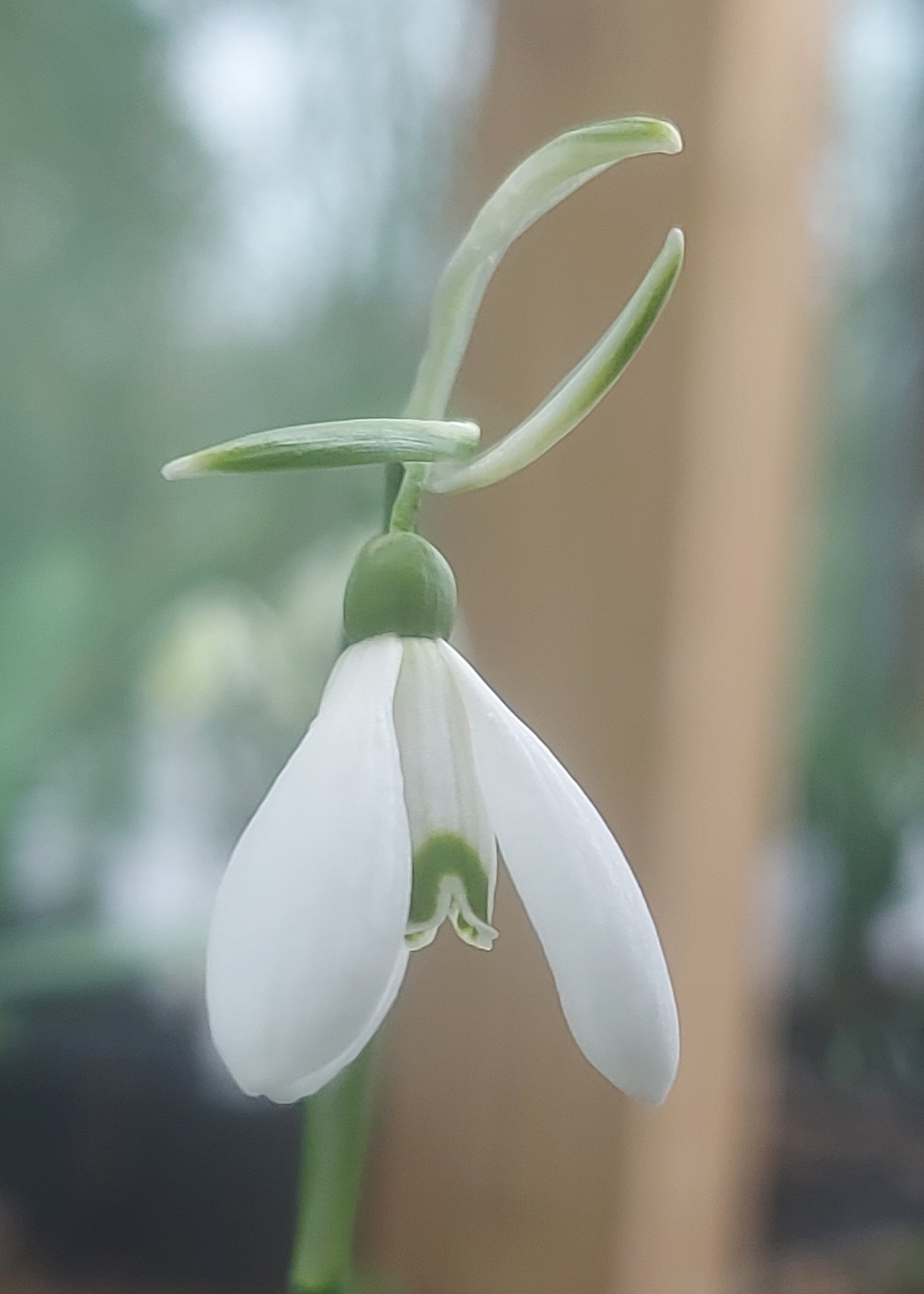Galanthus Finger in the Dyke