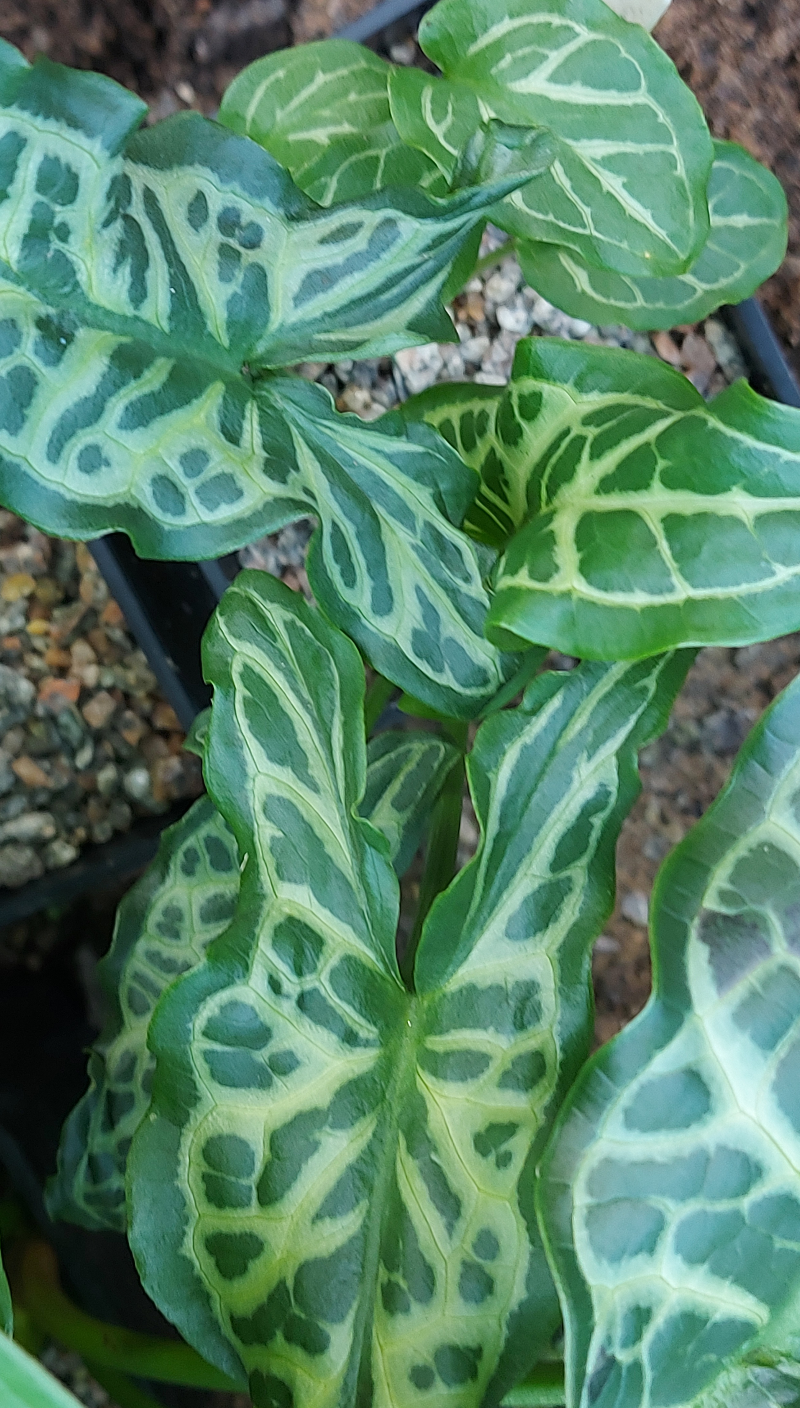 Arum italicum White Winter