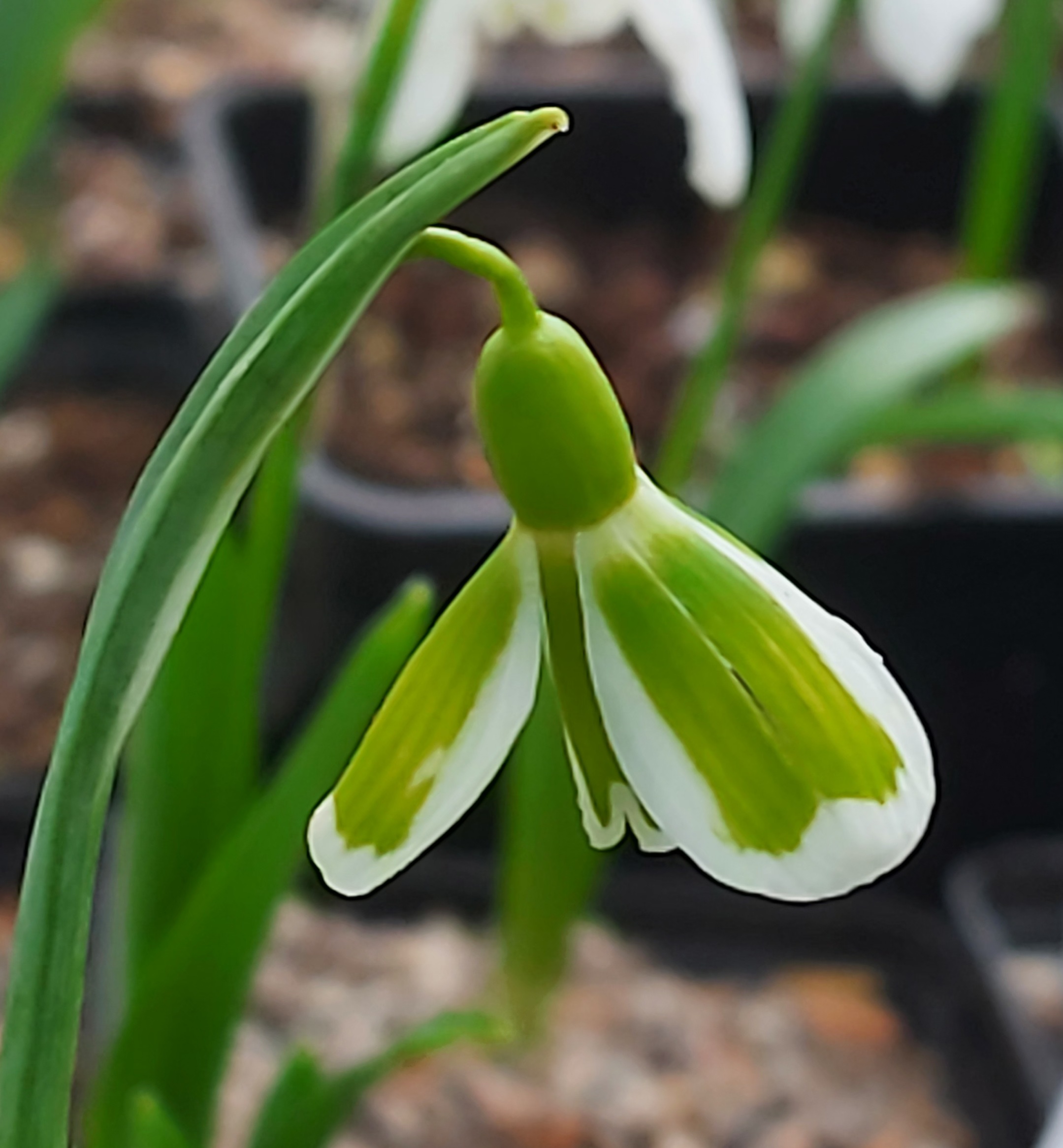Galanthus Adam