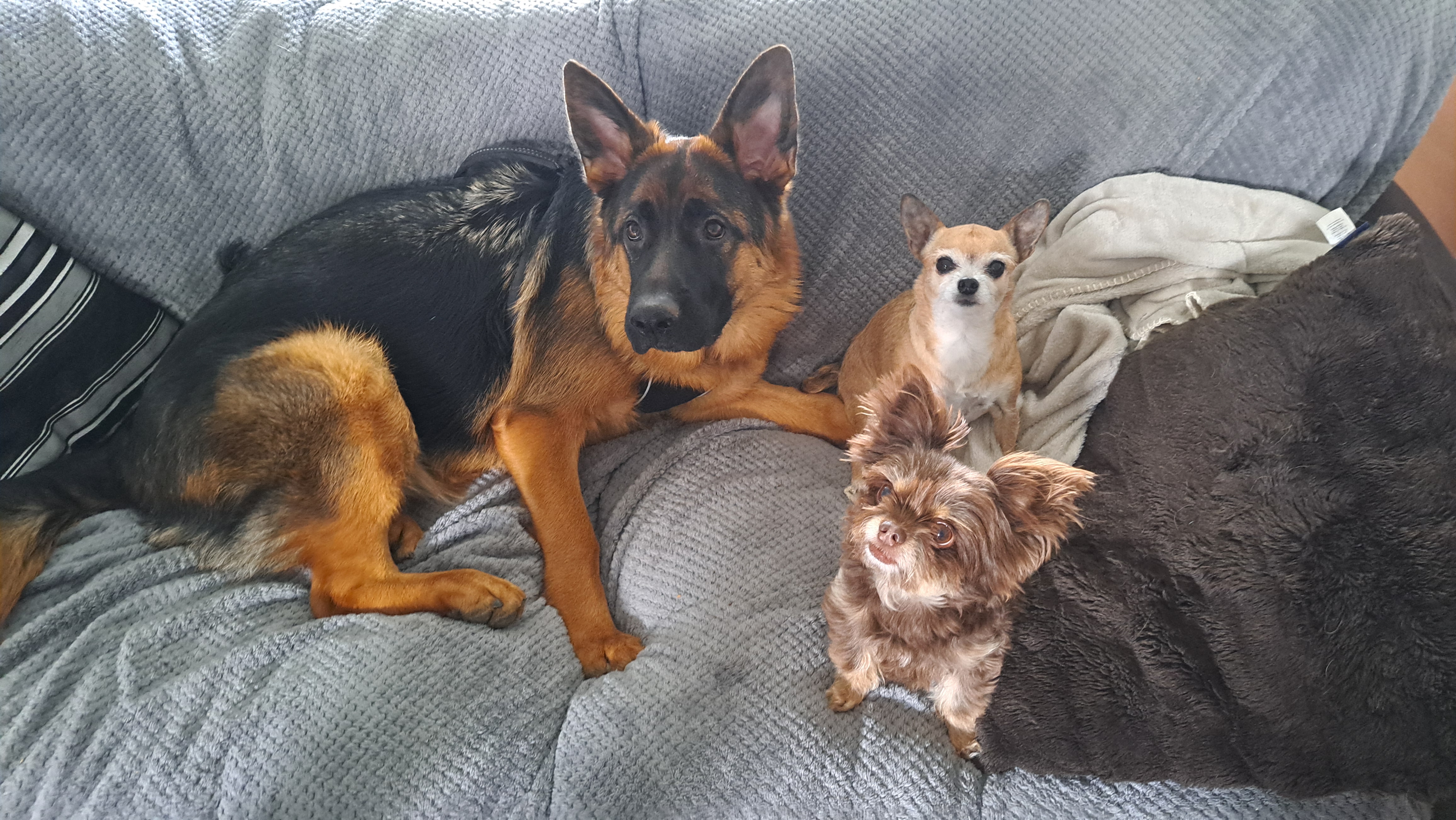 Custom Christmas Pet Video – From One Photo