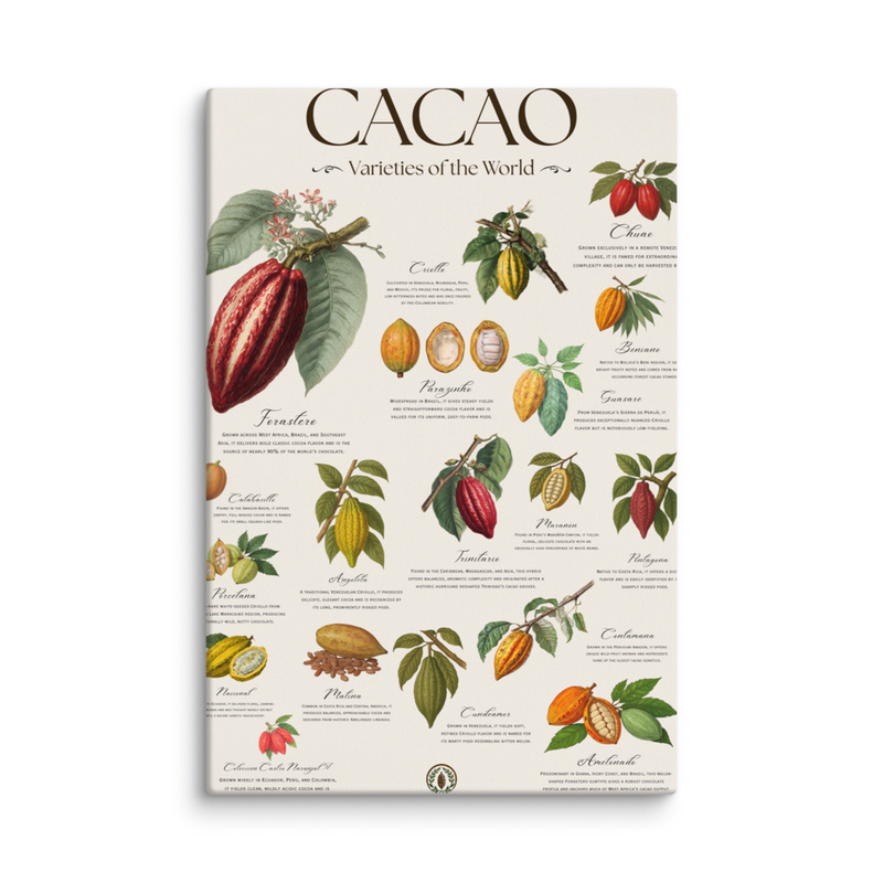 Cacao: Varieties of the World - Canvas Prints