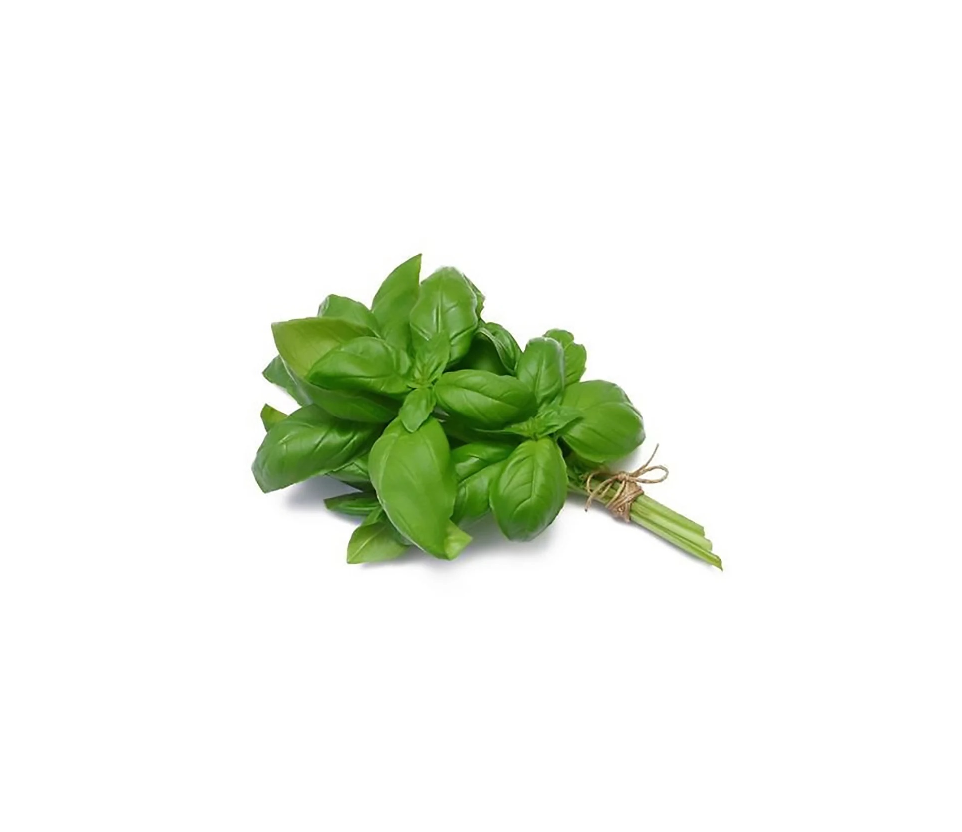 Fresh Basil