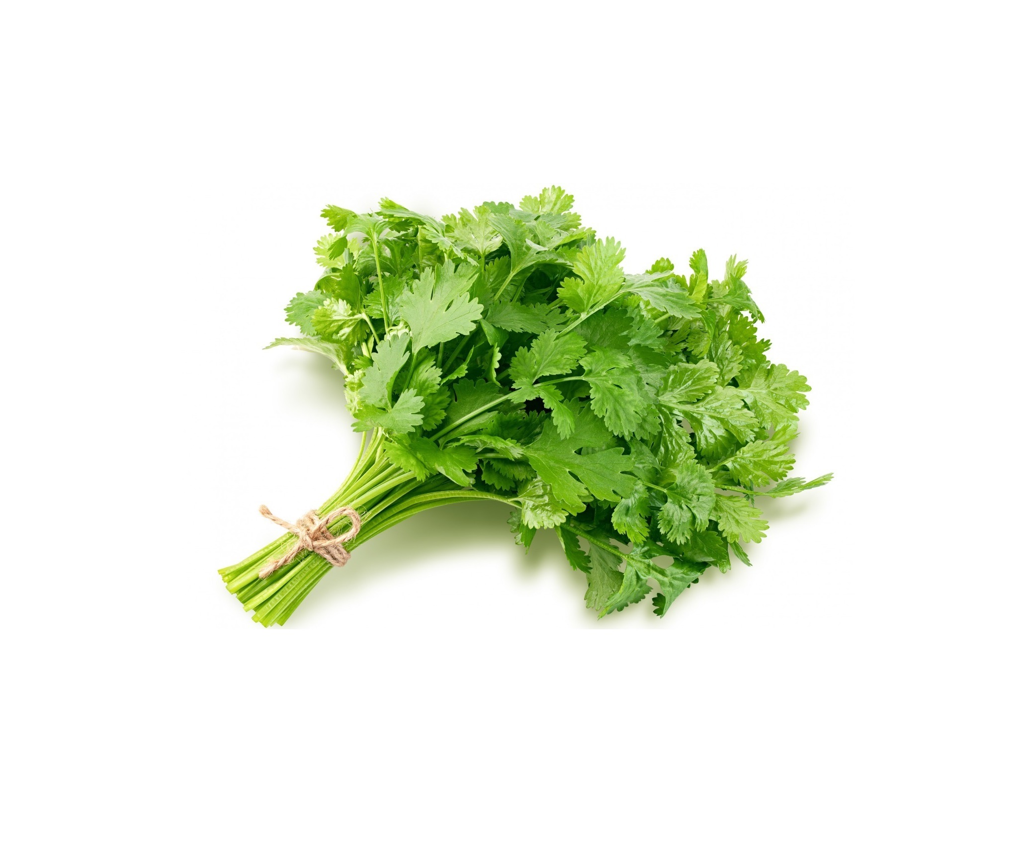 24cnt Fresh cilantro bunch