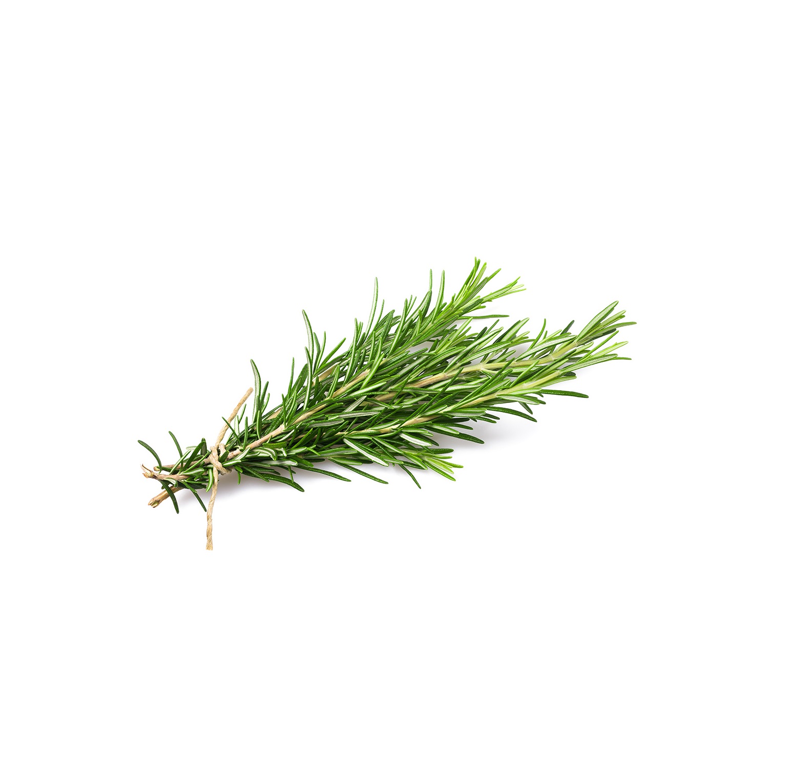 12cnt Fresh Rosemary Sprig