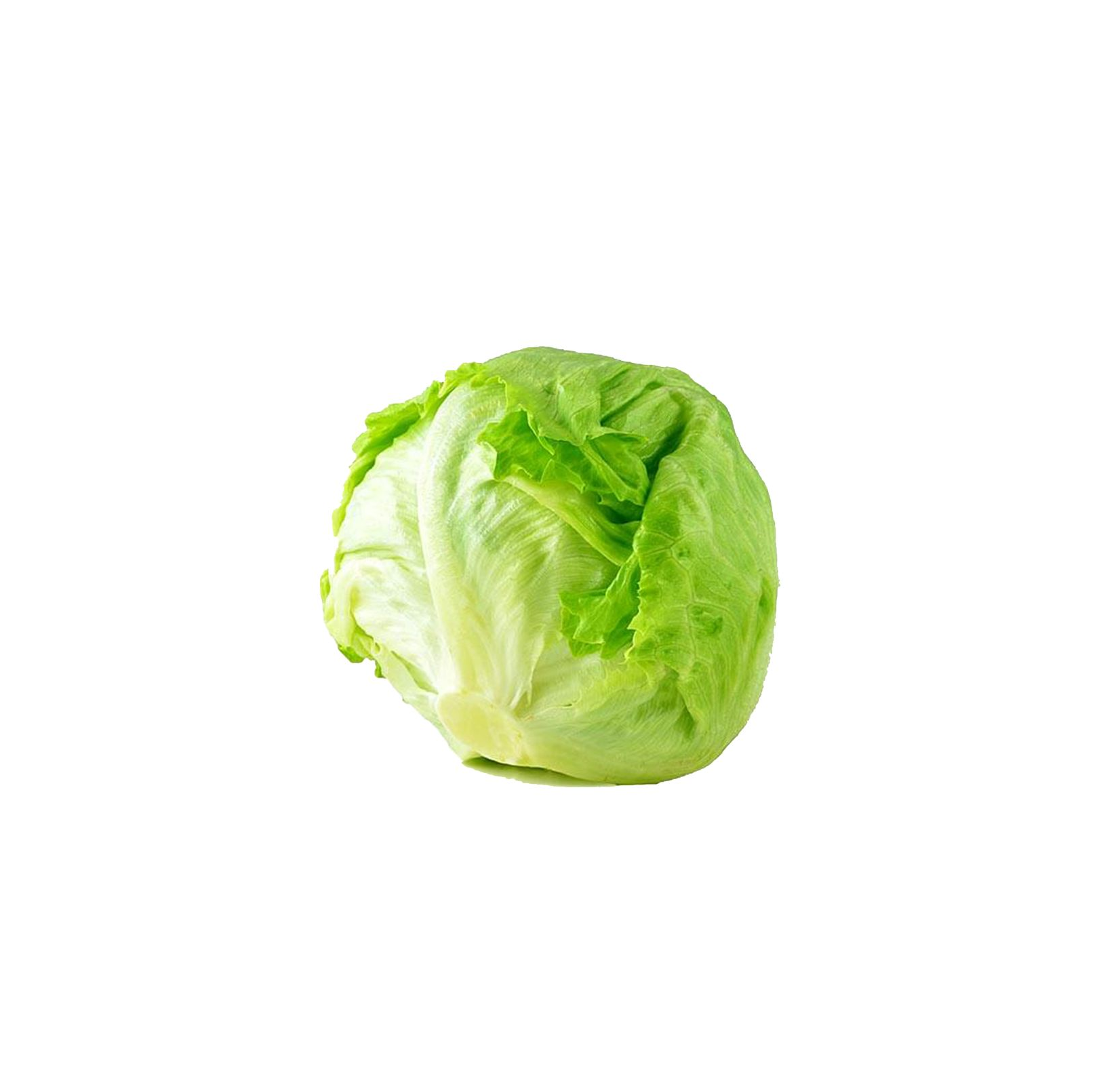 30cnt Iceberg Lettuce