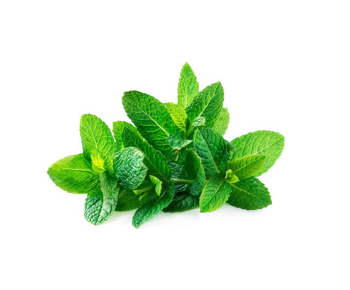 Fresh Mint 