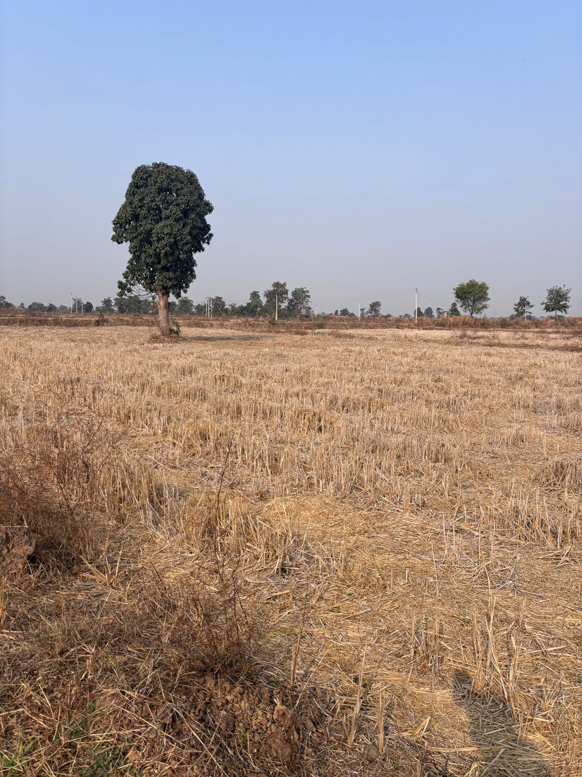 🌾 कृषि भूमि बिक्री हेतु – ग्राम कोरगांव (मगरलोड के पास) 