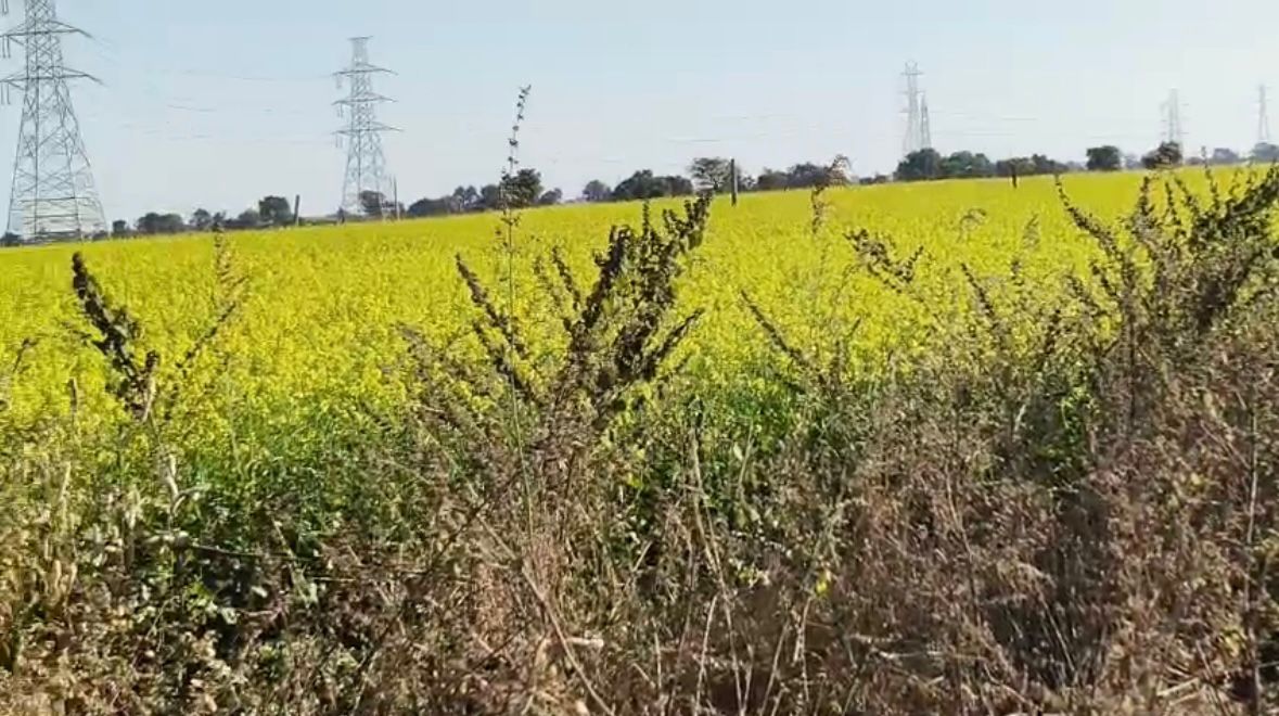 🏭 उज्जैन–मैक्सी रोड, ताजपुर में 22 बीघा ज़मीन बिक्री हेतु उपलब्ध