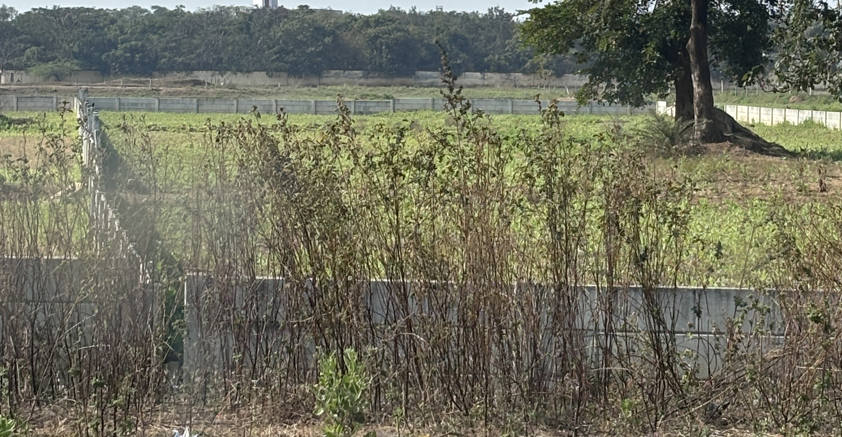 ЁЯУН рдЧреНрд░рд╛рдо рдирд┐рдореЛрд░рд╛ (рд░рд╛рдпрдкреБрд░)| рдореБрдЦреНрдп рдорд╛рд░реНрдЧ рдкрд░ рдмрдбрд╝рд╛ рдЦрд╛рд▓реА рдкреНрд▓реЙрдЯ рдЙрдкрд▓рдмреНрдз