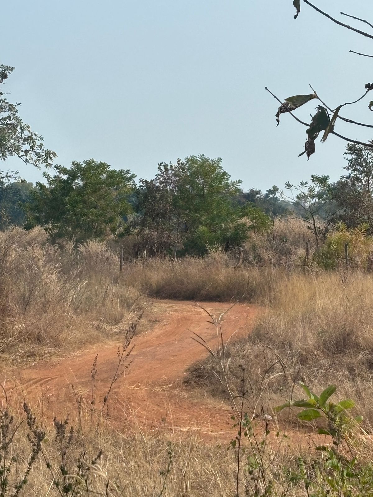 🌾 कृषि भूमि बिक्री हेतु – ग्राम पिपरौद (पठार), मंगरलोड, छत्तीसगढ़