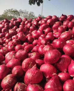 Garva Onion – 20 ft Container Cost Analysis (Nashik Origin)