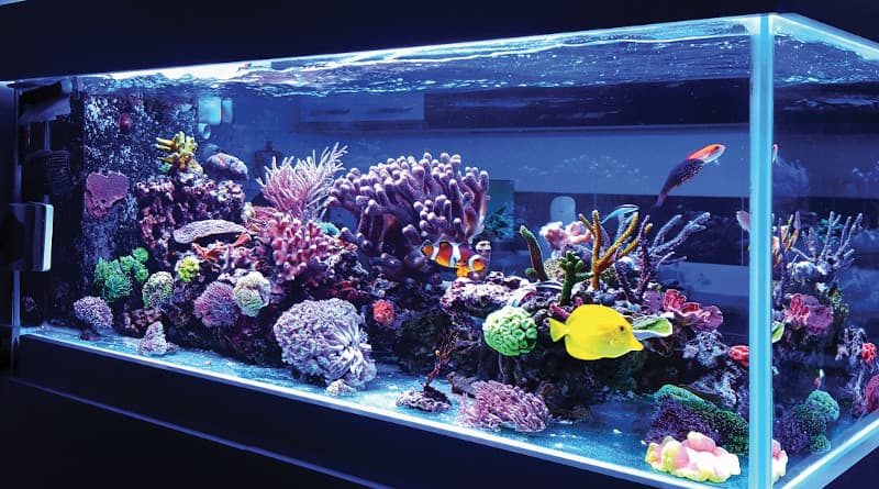 Аквариум морской
