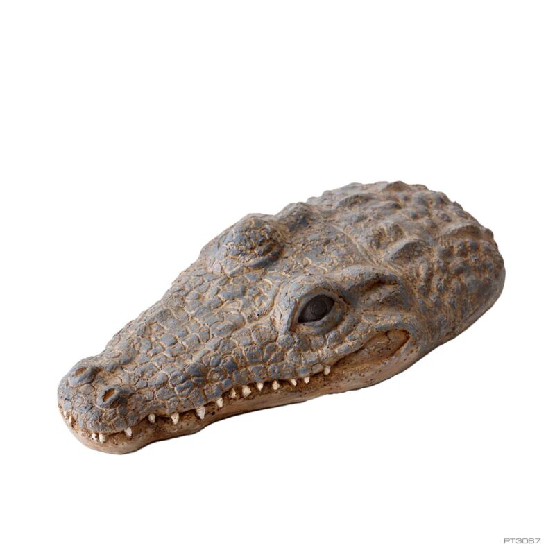 Crocodile Skull