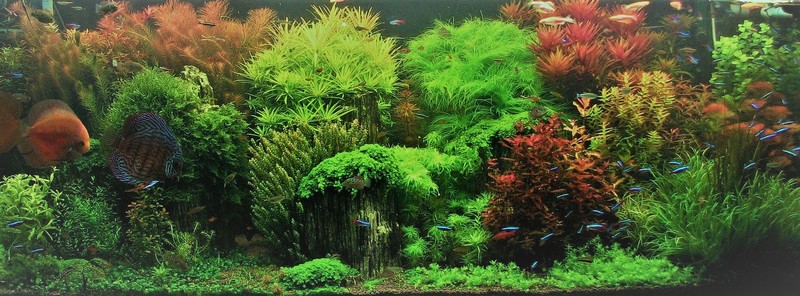 Аквариум пресноводный