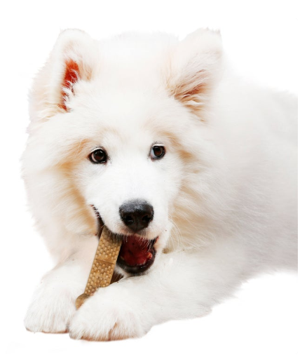 Nylabone Natural Nubz Edible Dog Chews with Real Chicken (2 Pack)