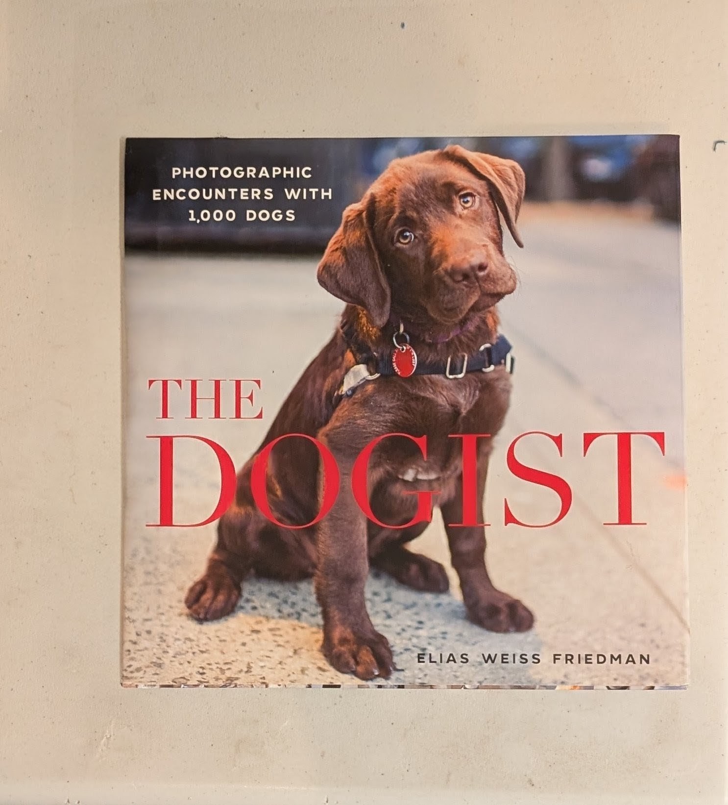 The Dogist
