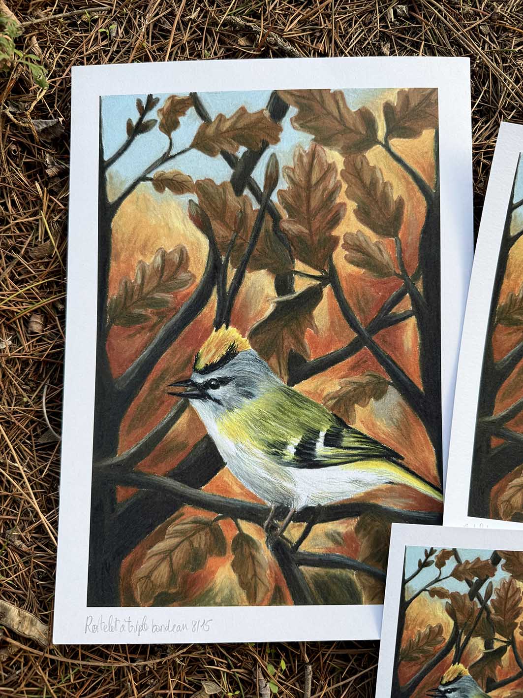 Roitelet triple bandeau