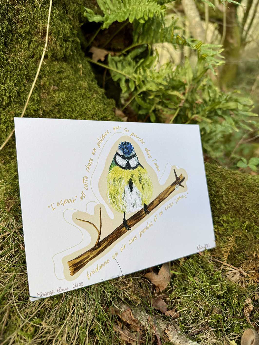 "Oiseaux poètes" - Mésange bleue