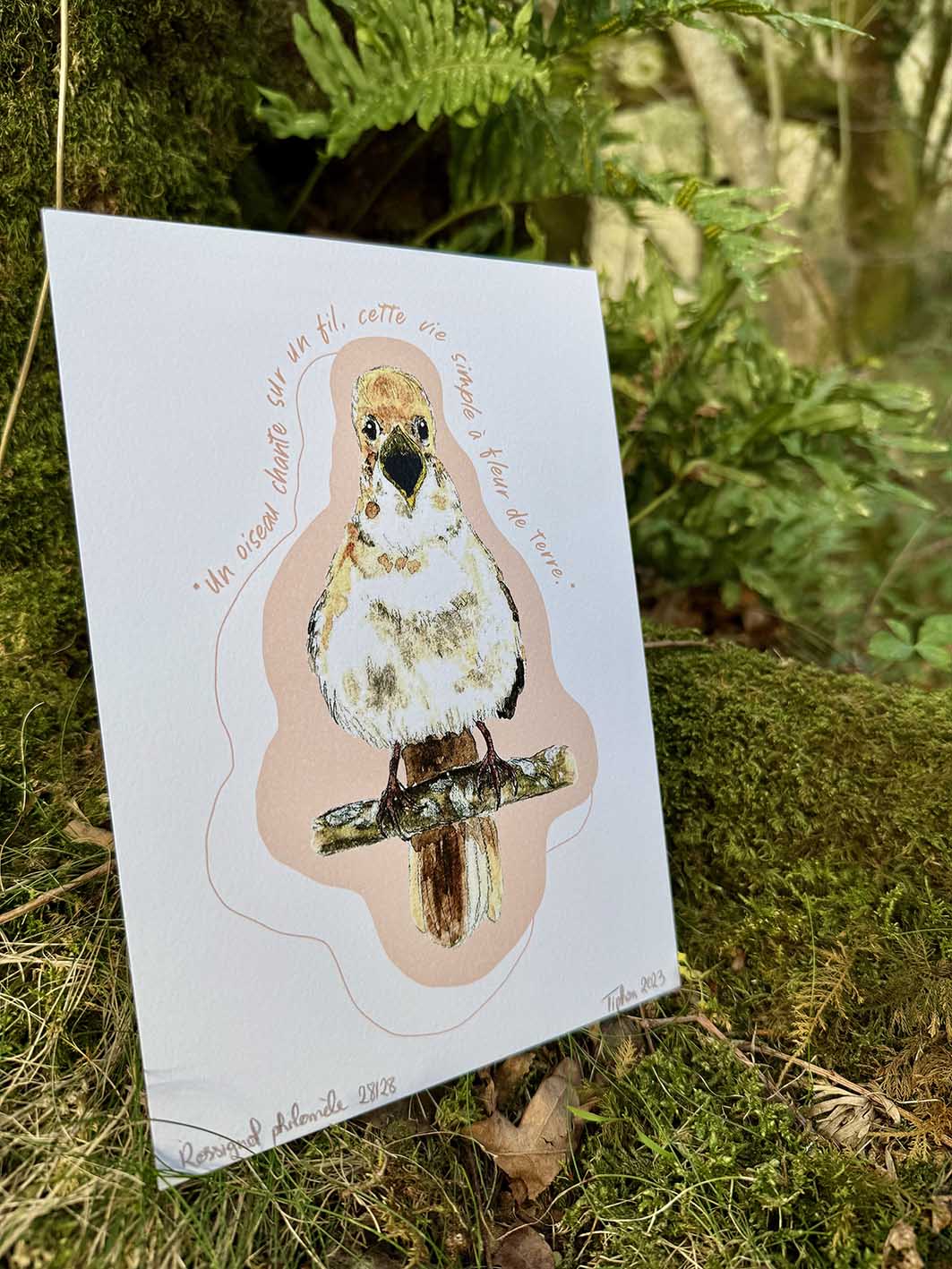 "Oiseaux poètes" - Rossignol philomèle