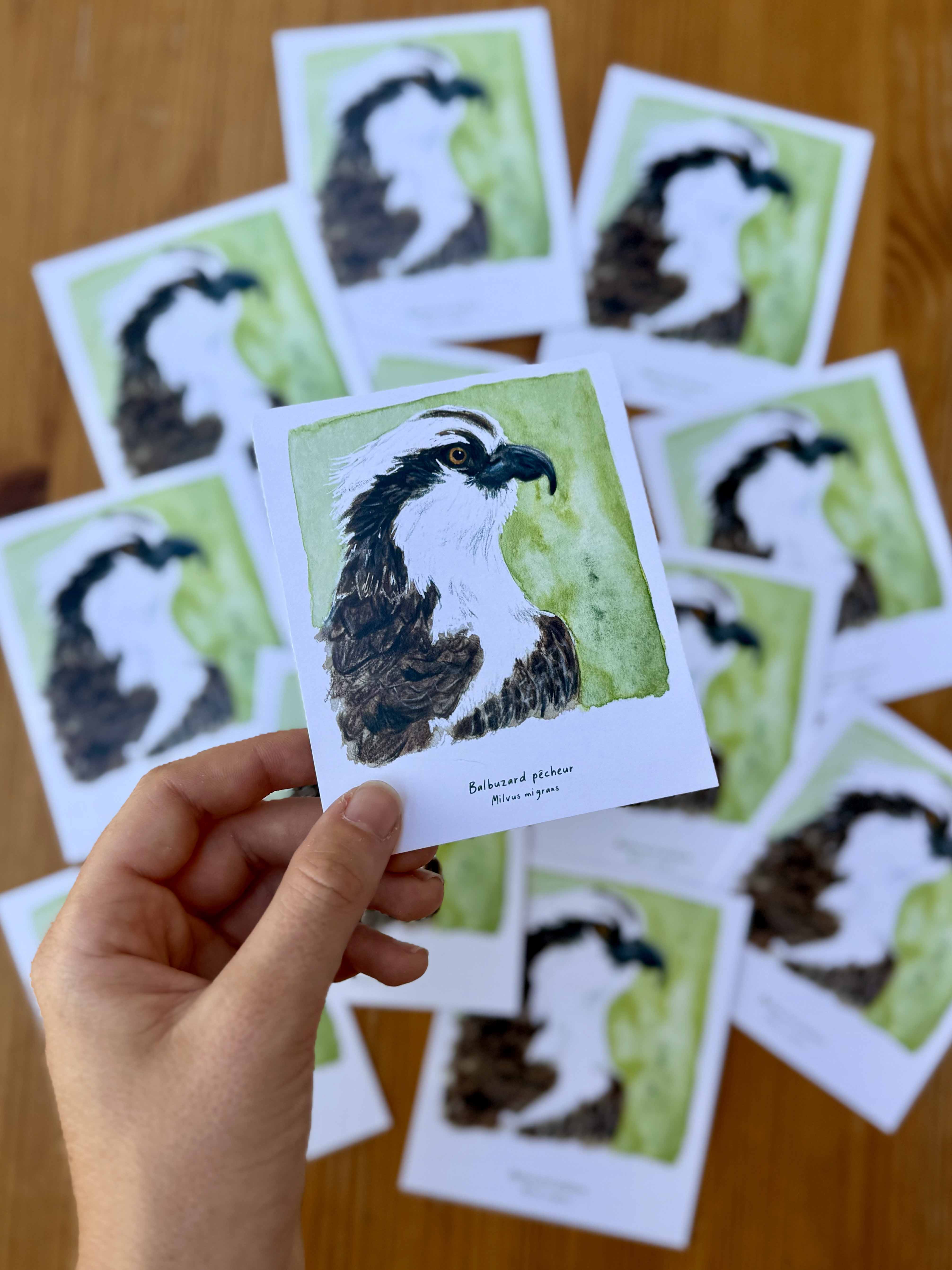 Polaroïd portrait Balbuzard pêcheur