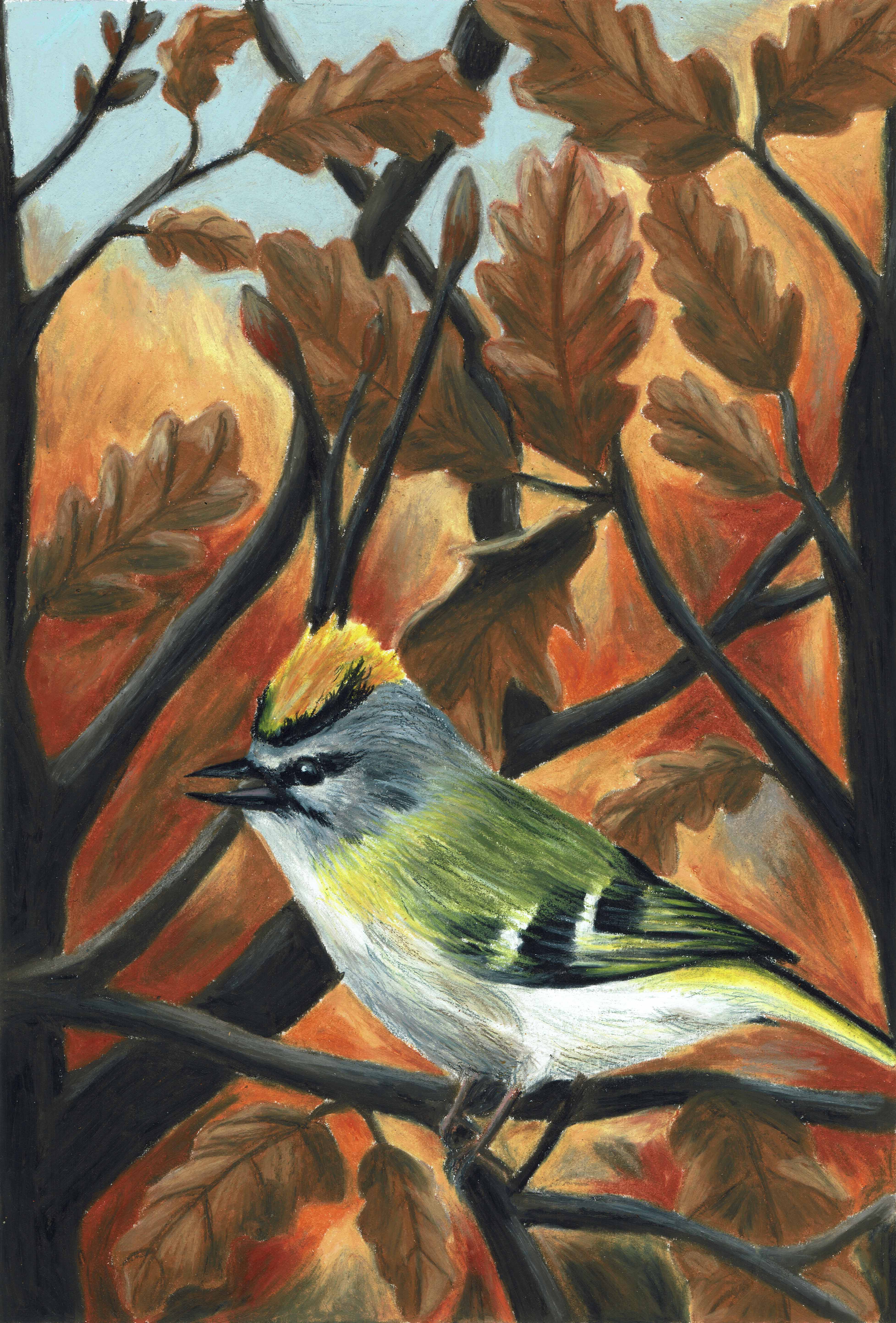 Roitelet triple bandeau