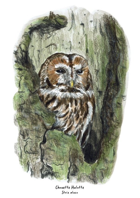 Chouette hulotte