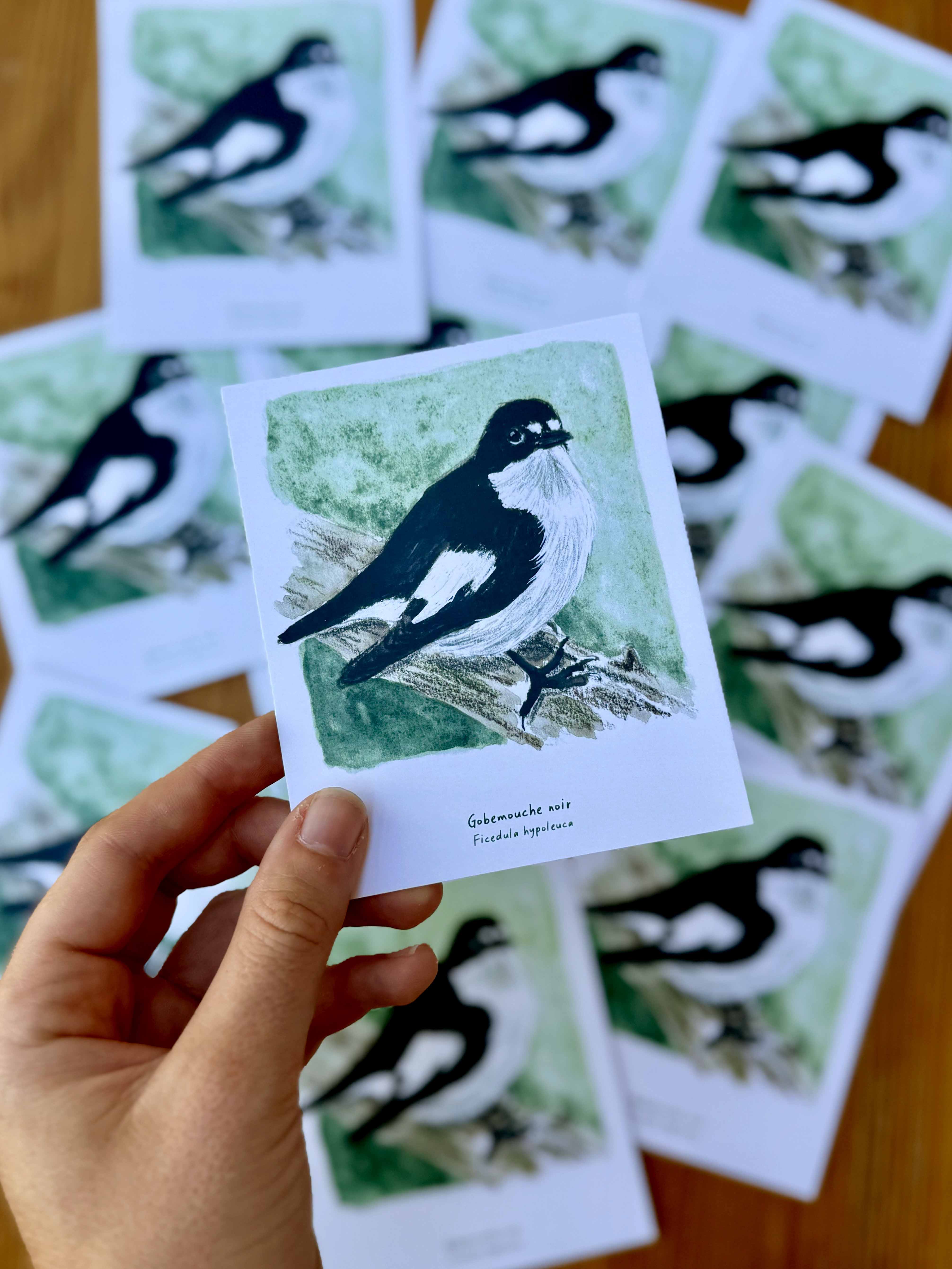 Polaroïd portrait Gobemouche noir