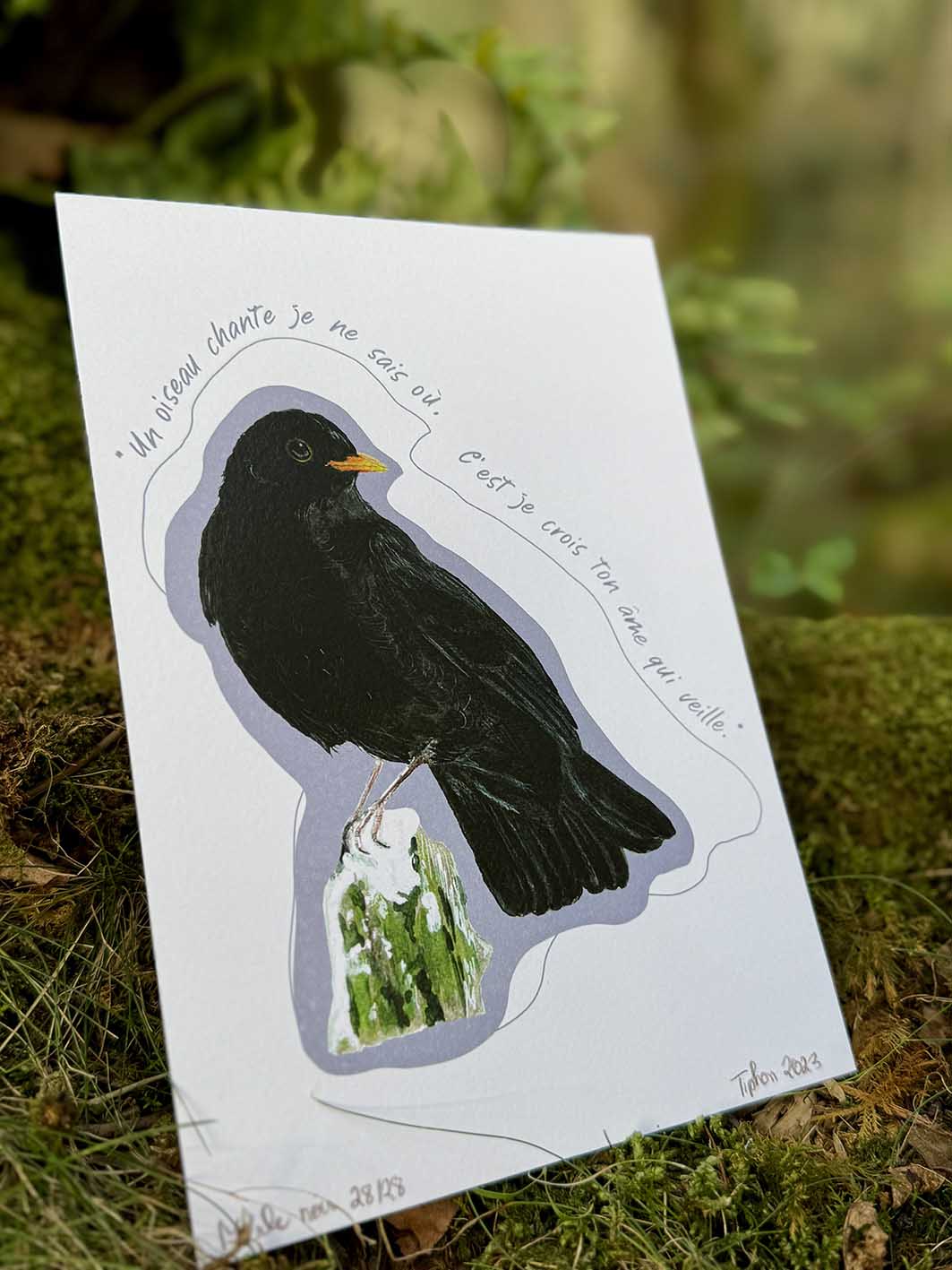 "Oiseaux poètes" - Merle noir