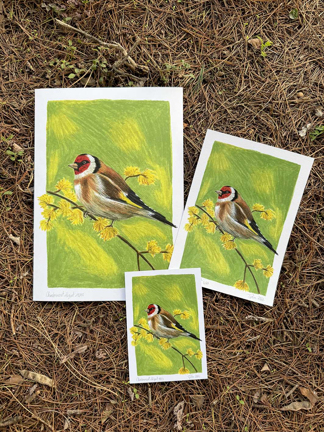 Chardonneret élégant