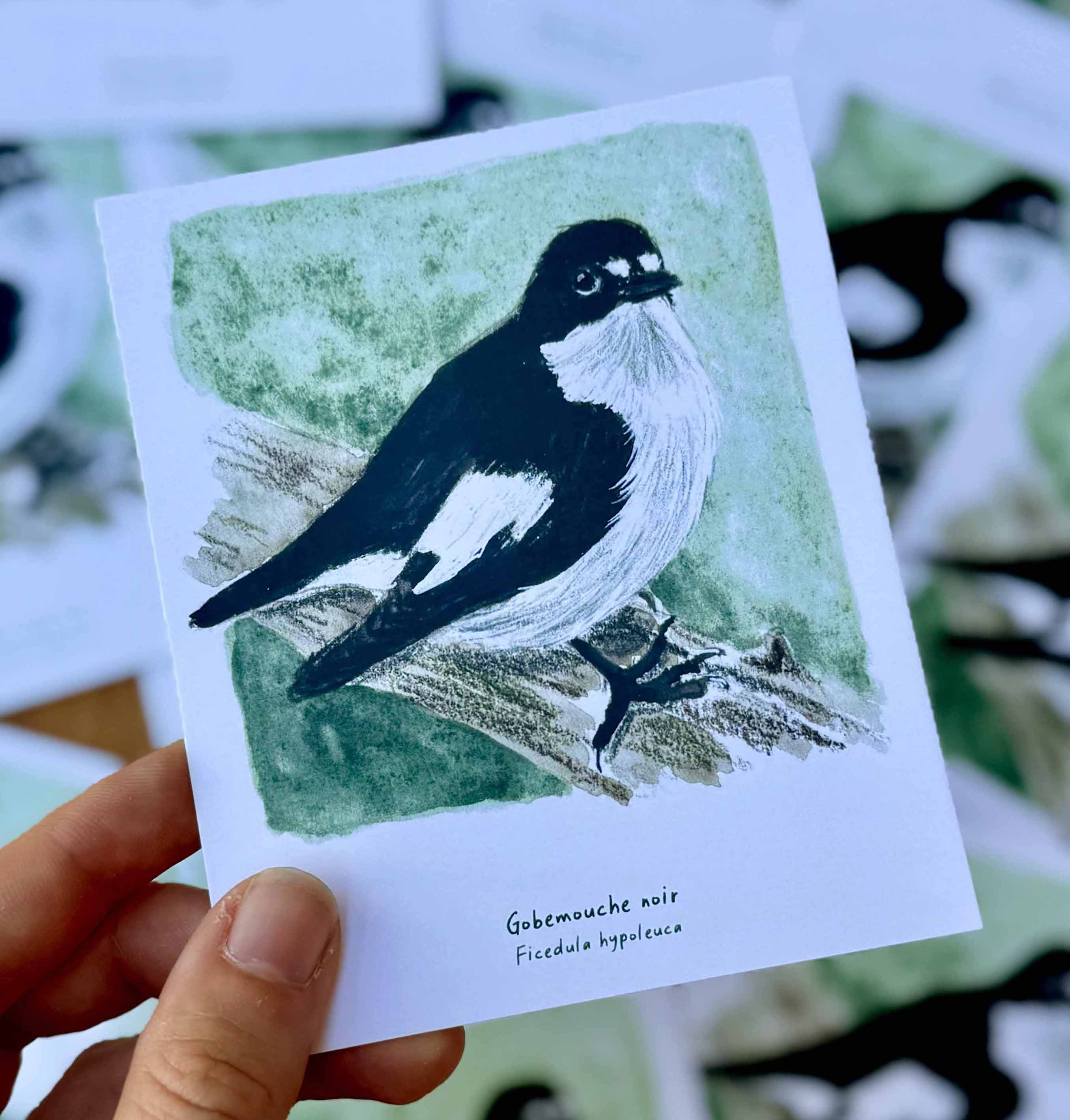 Polaroïd portrait Gobemouche noir