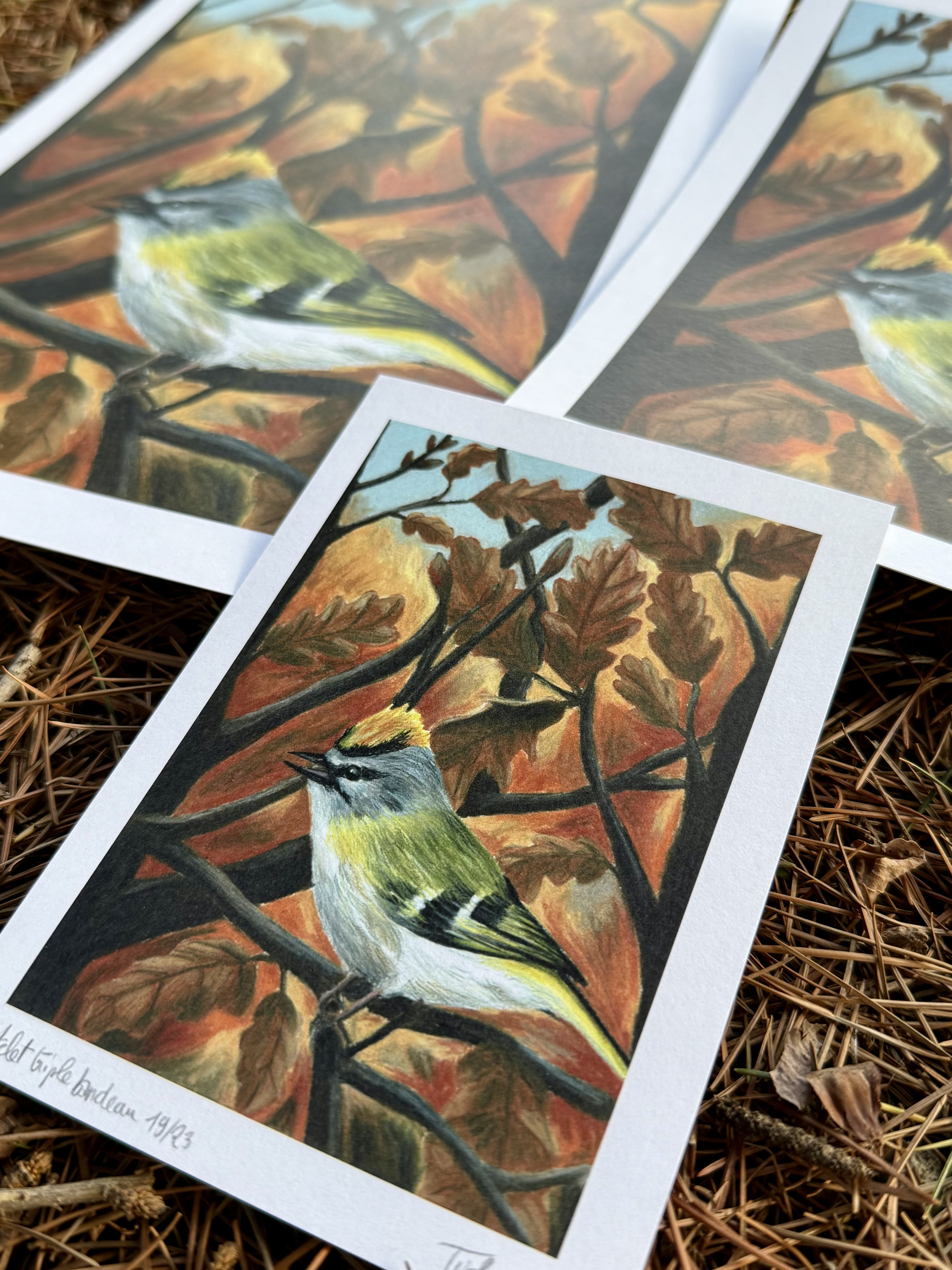 Roitelet triple bandeau