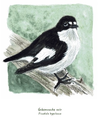 Polaroïd portrait Gobemouche noir