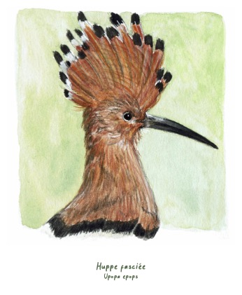 Polaroïd portrait Huppe fasciée