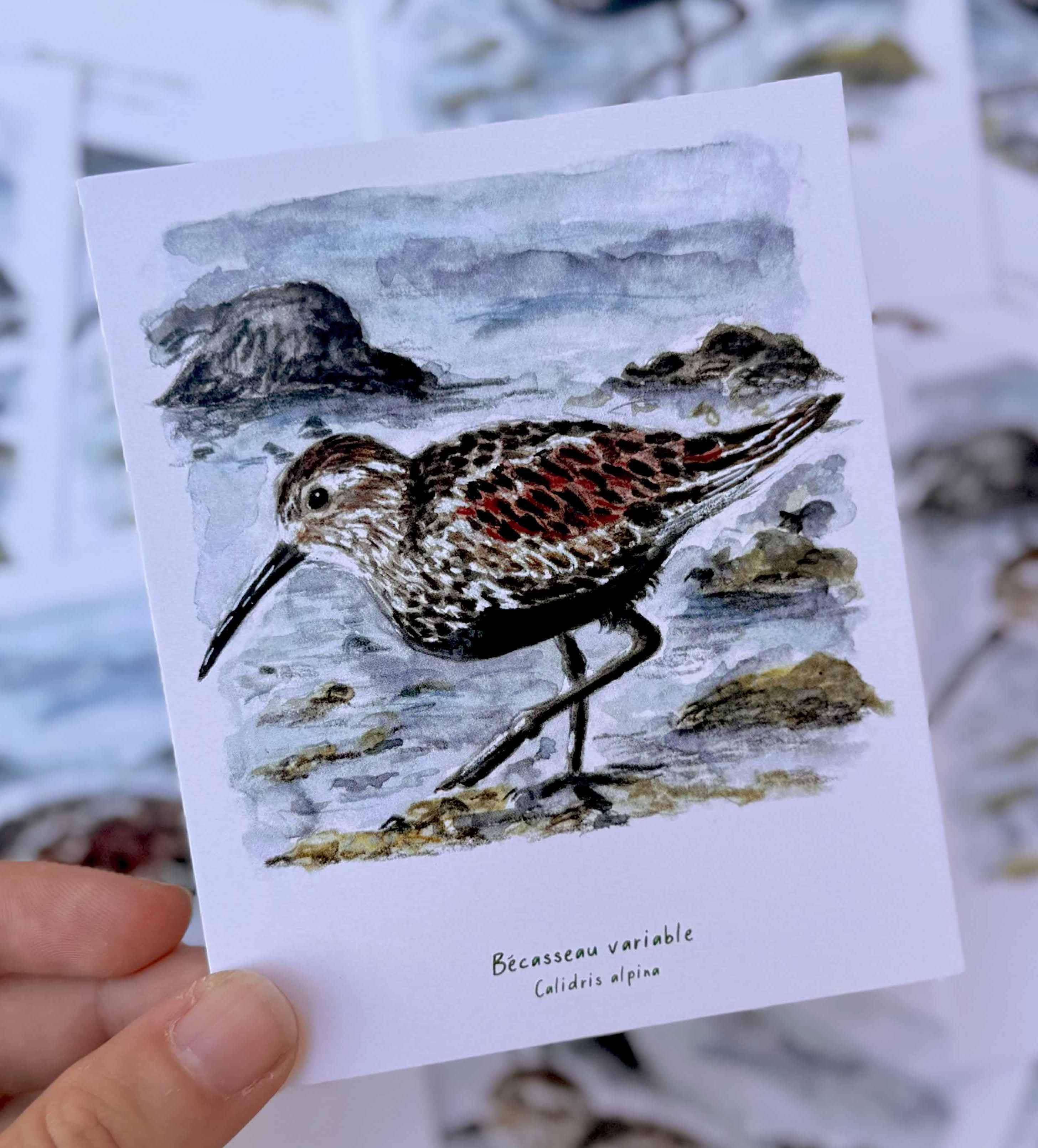 Polaroïd portrait Bécasseau variable