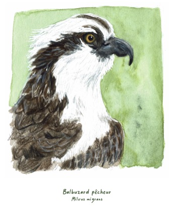 Polaroïd portrait Balbuzard pêcheur