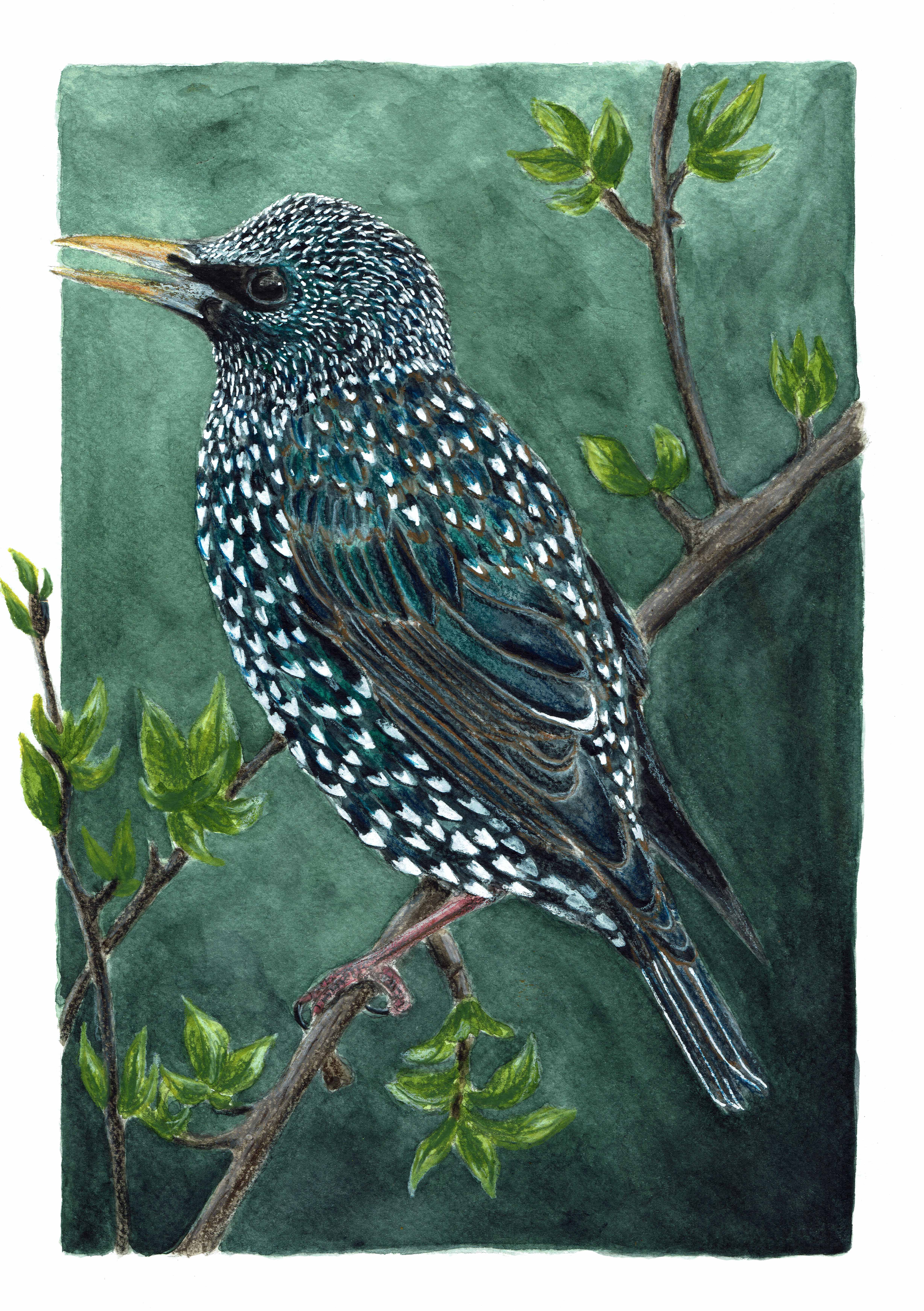 Étourneau sansonnet