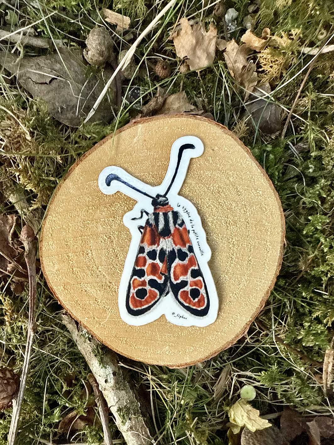 Sticker "Zygène de la petite coronille"