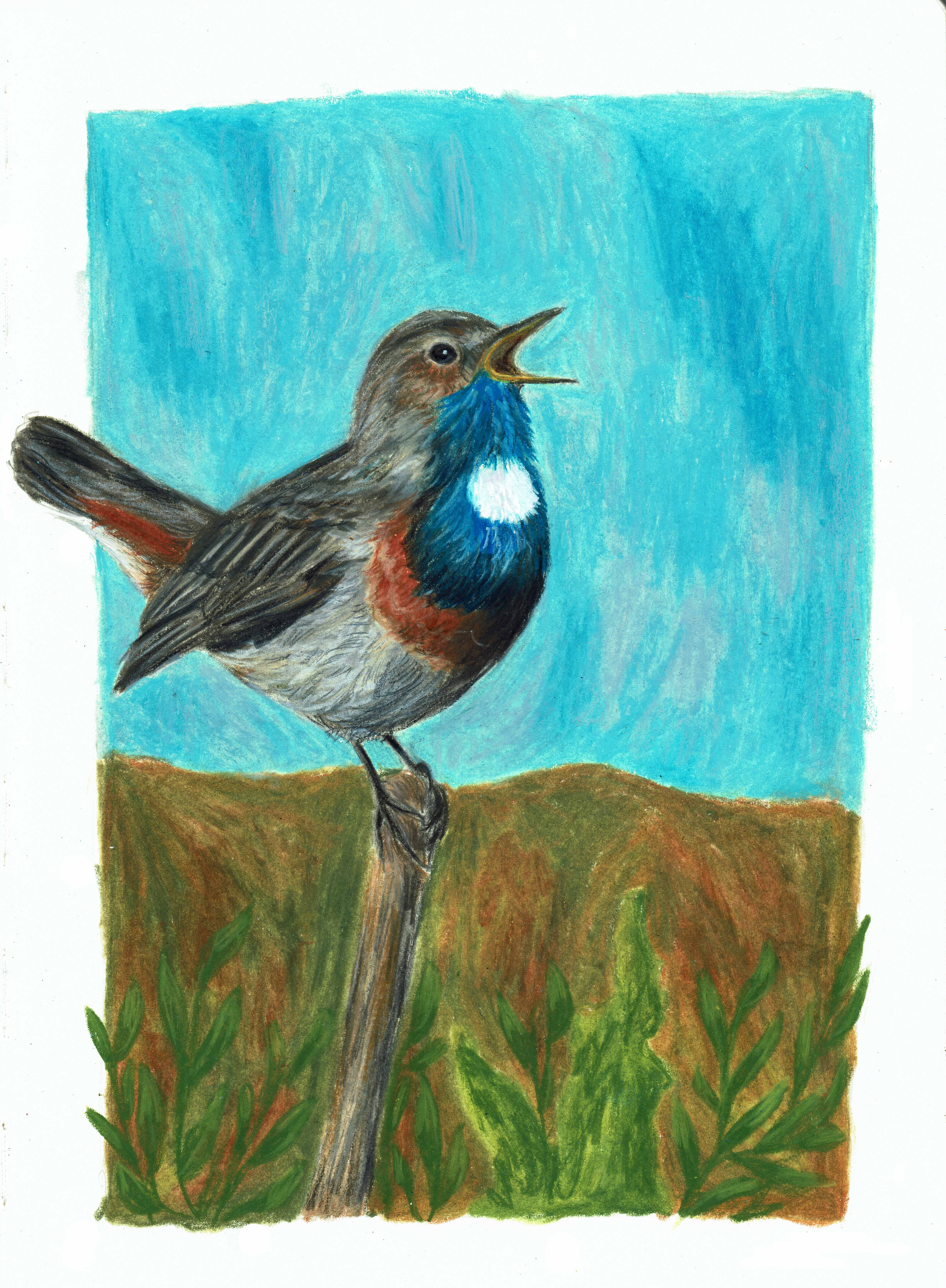 Gorgebleue à miroir