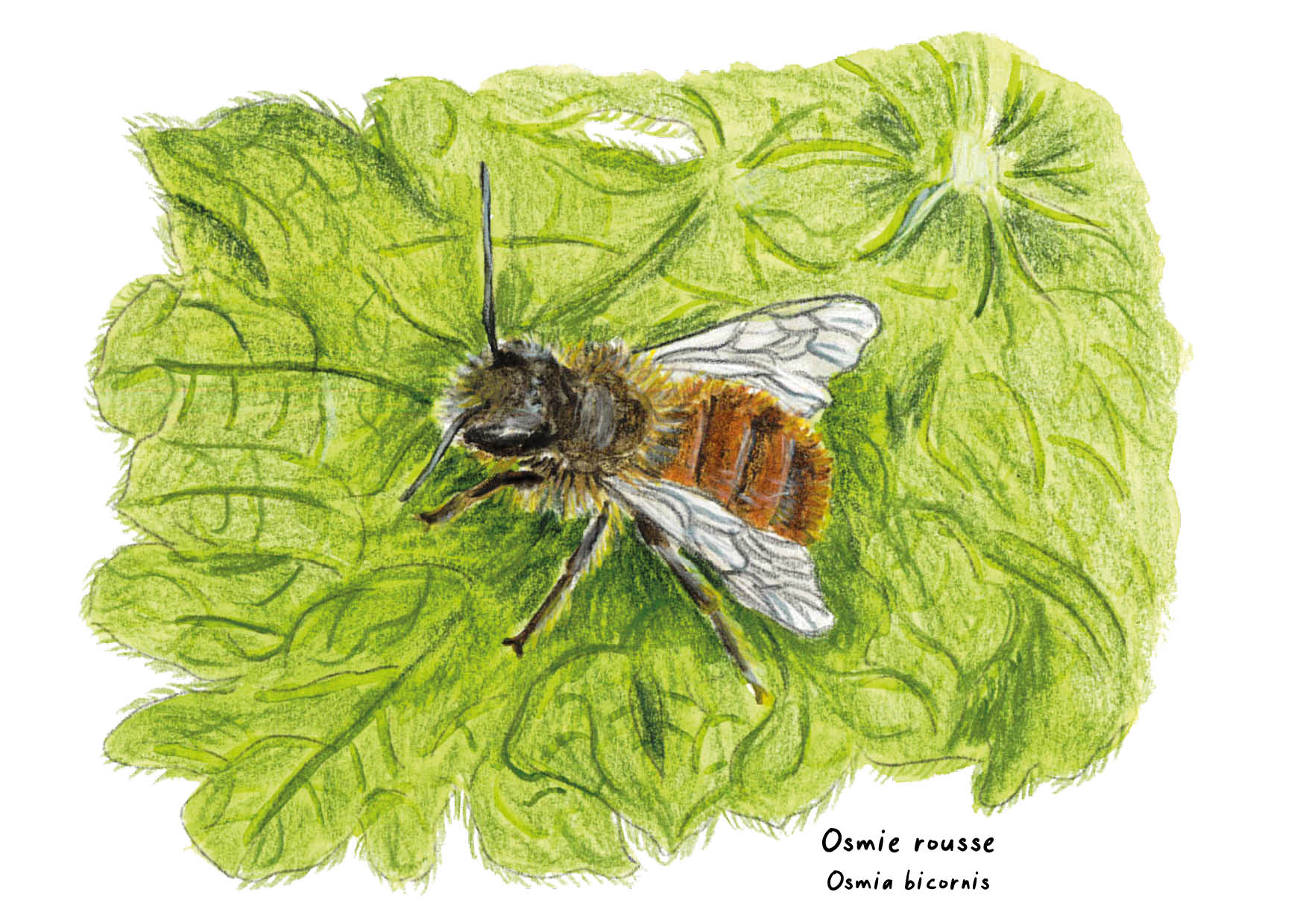 Carte Osmie rousse